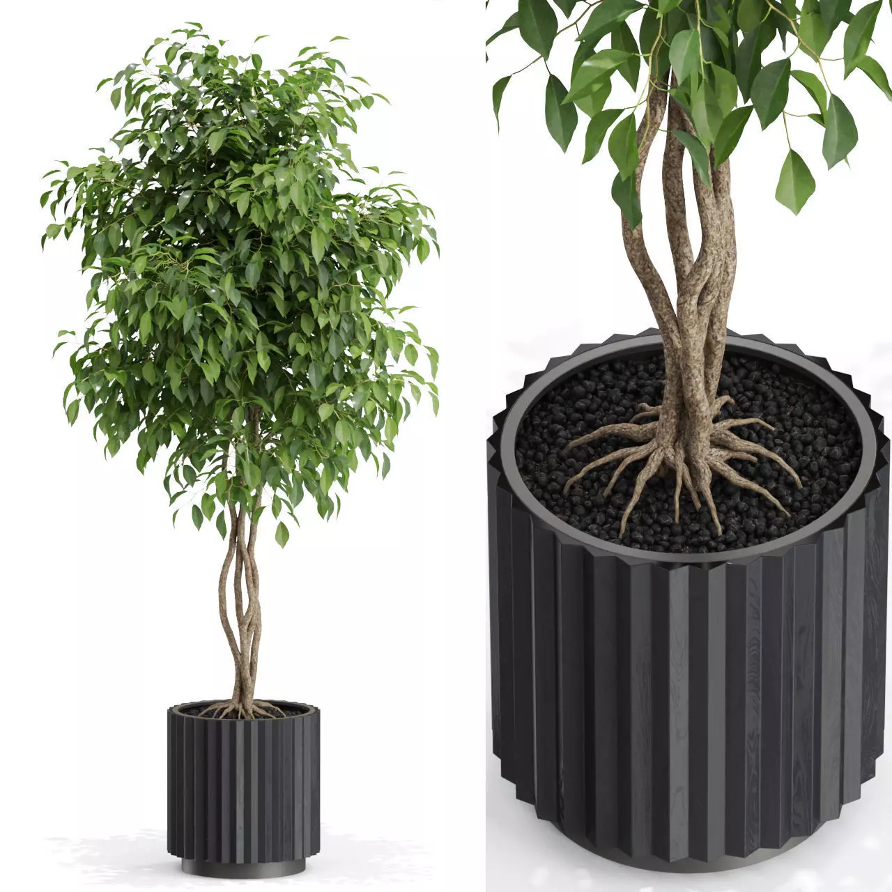 Plants collection 581 3D model_0