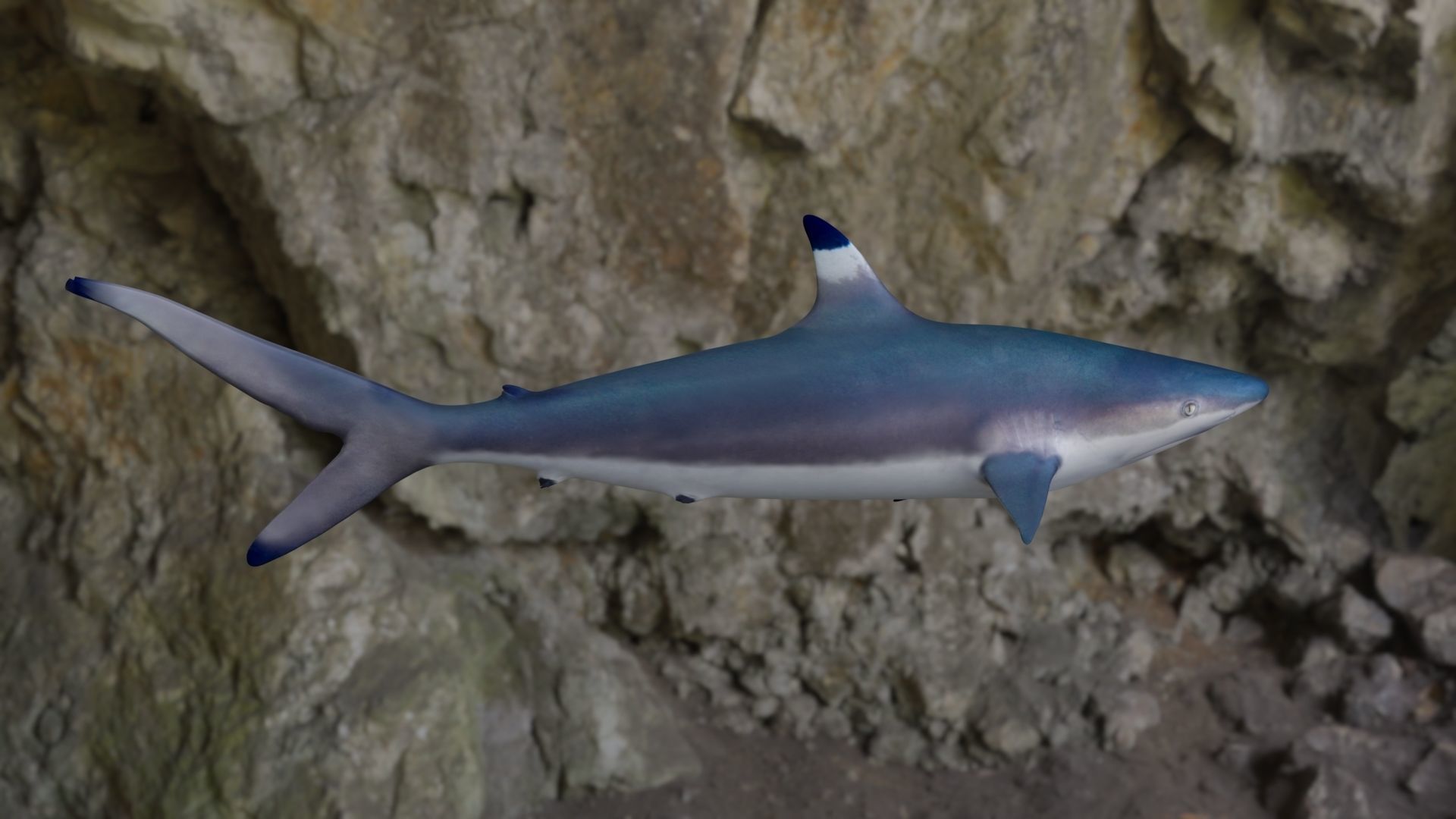 Spottail shark animated Low-poly 3D model_9