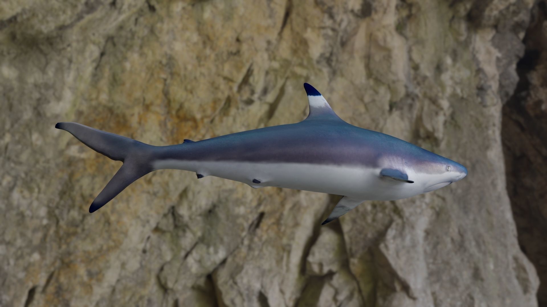 Spottail shark animated Low-poly 3D model_14