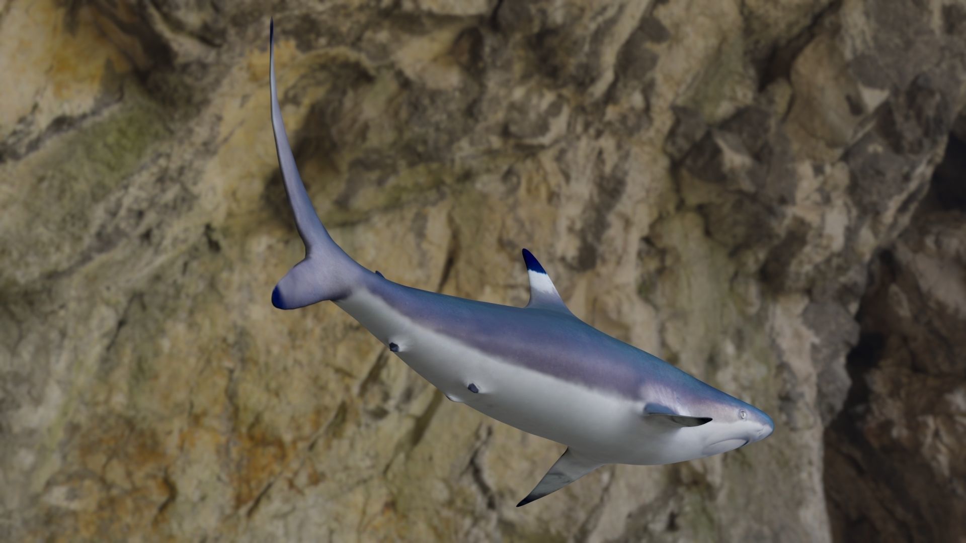 Spottail shark animated Low-poly 3D model_12