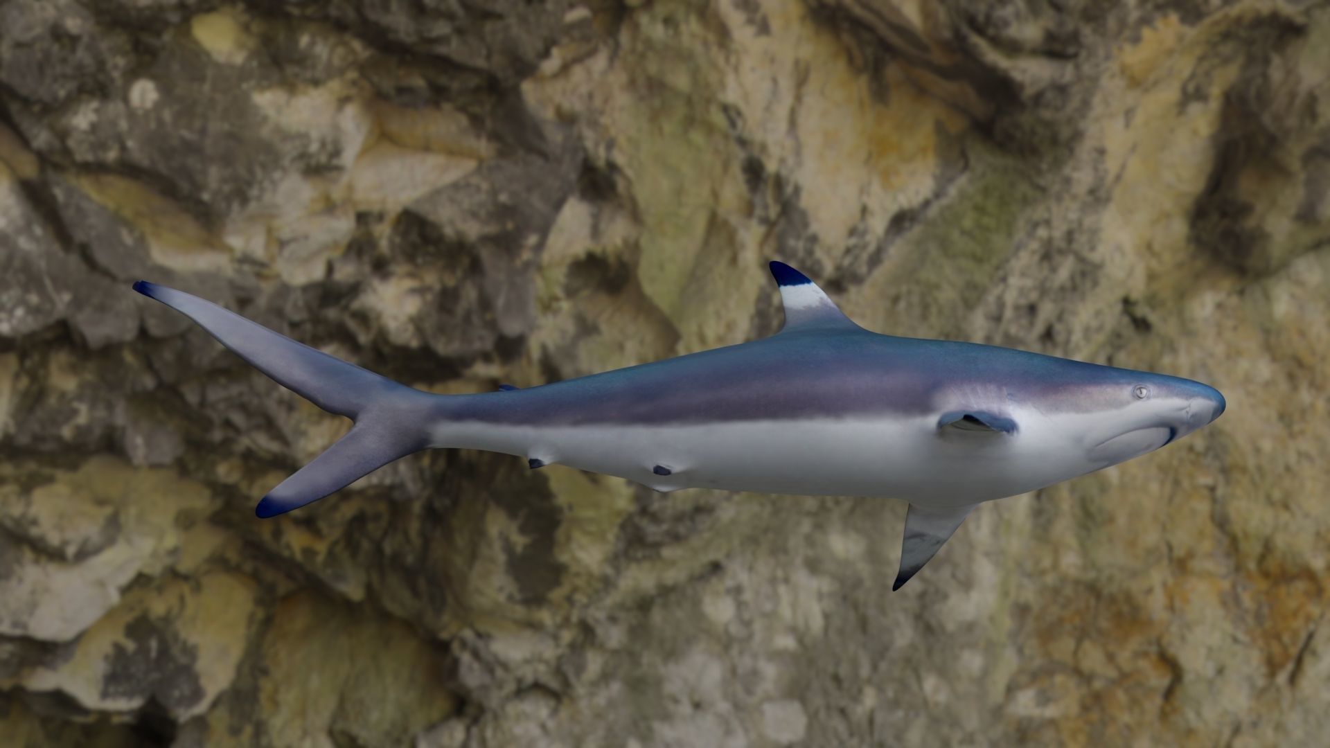Spottail shark animated Low-poly 3D model_11