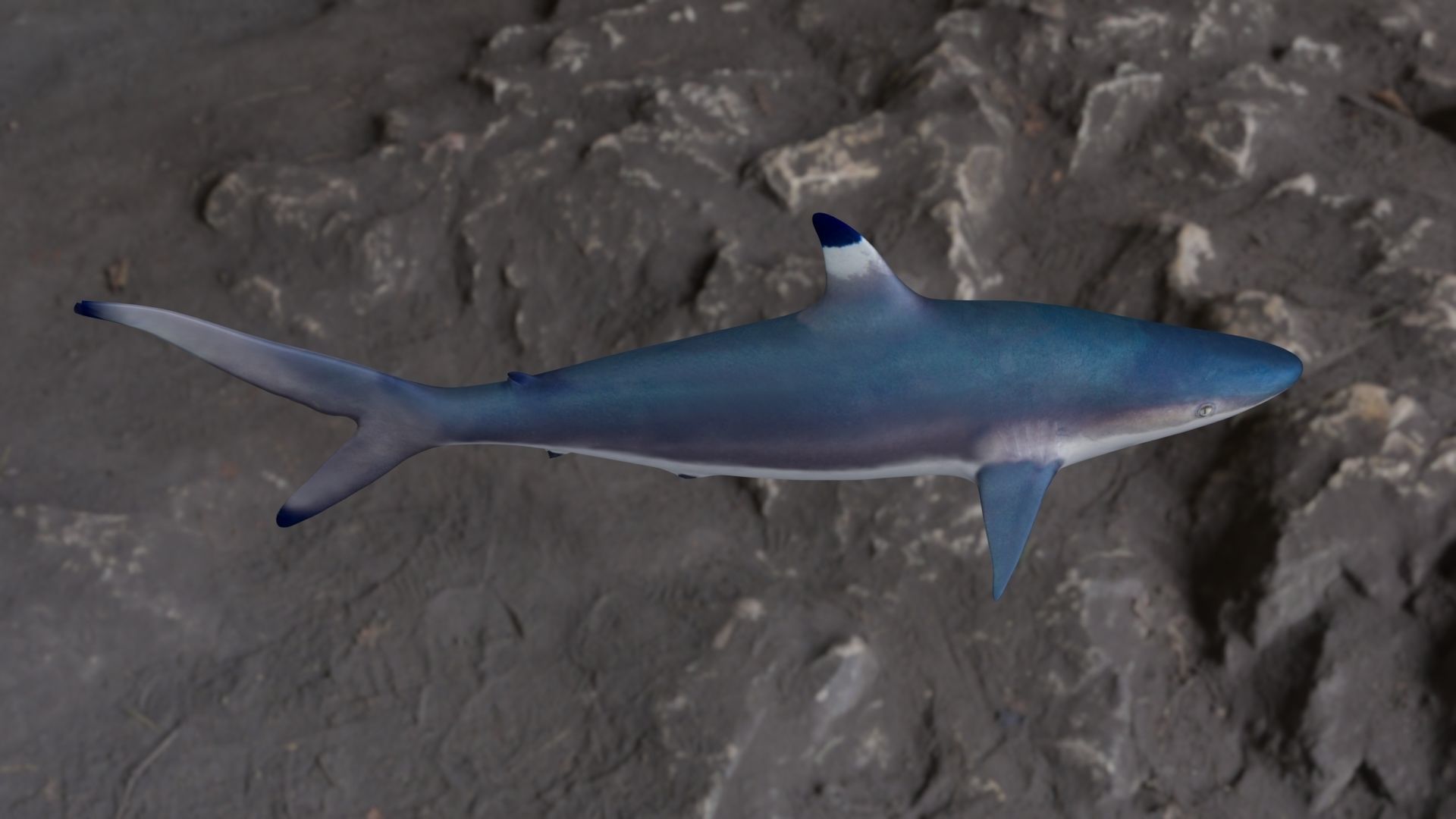Spottail shark animated Low-poly 3D model_10