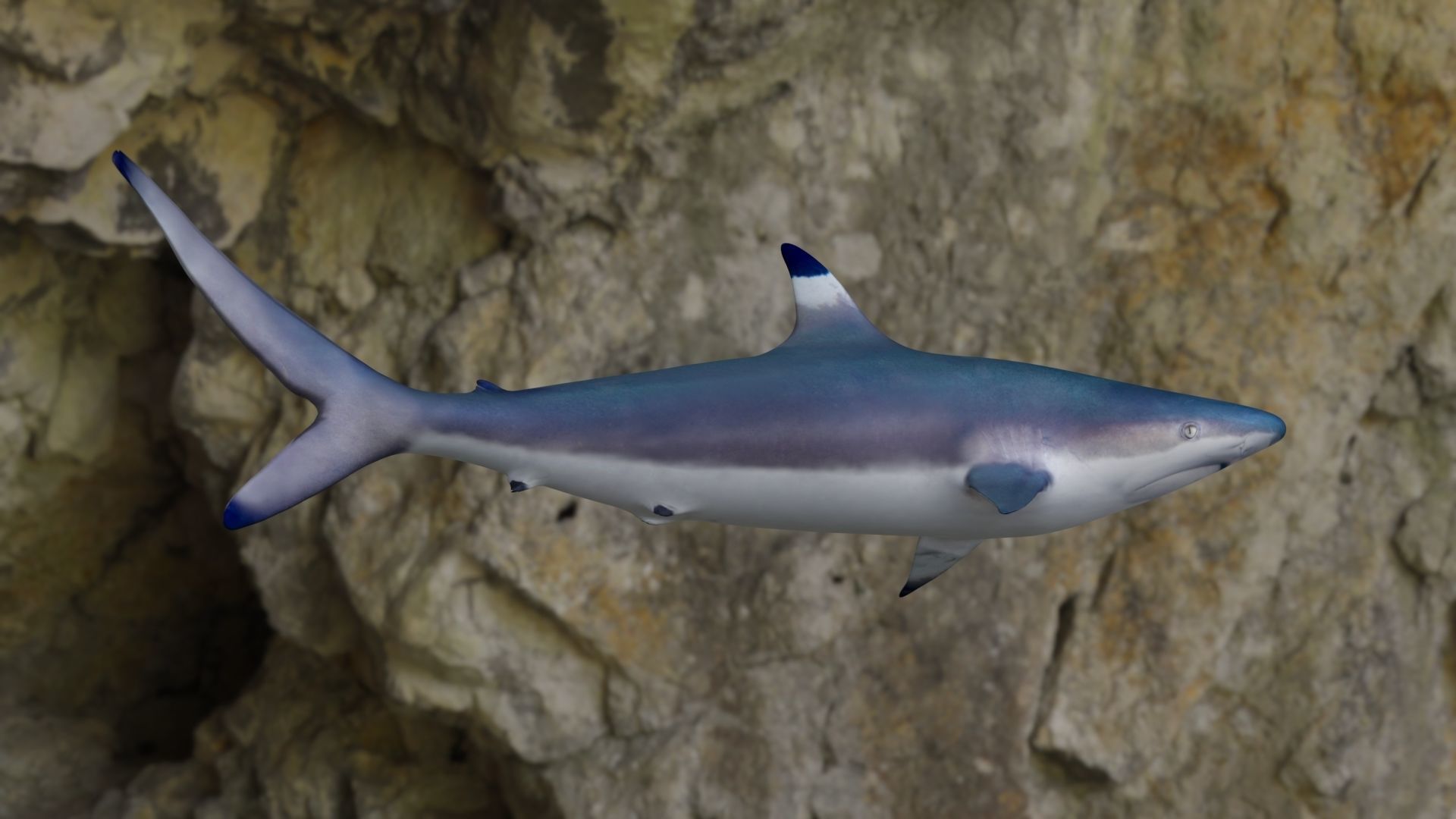 Spottail shark animated Low-poly 3D model_22