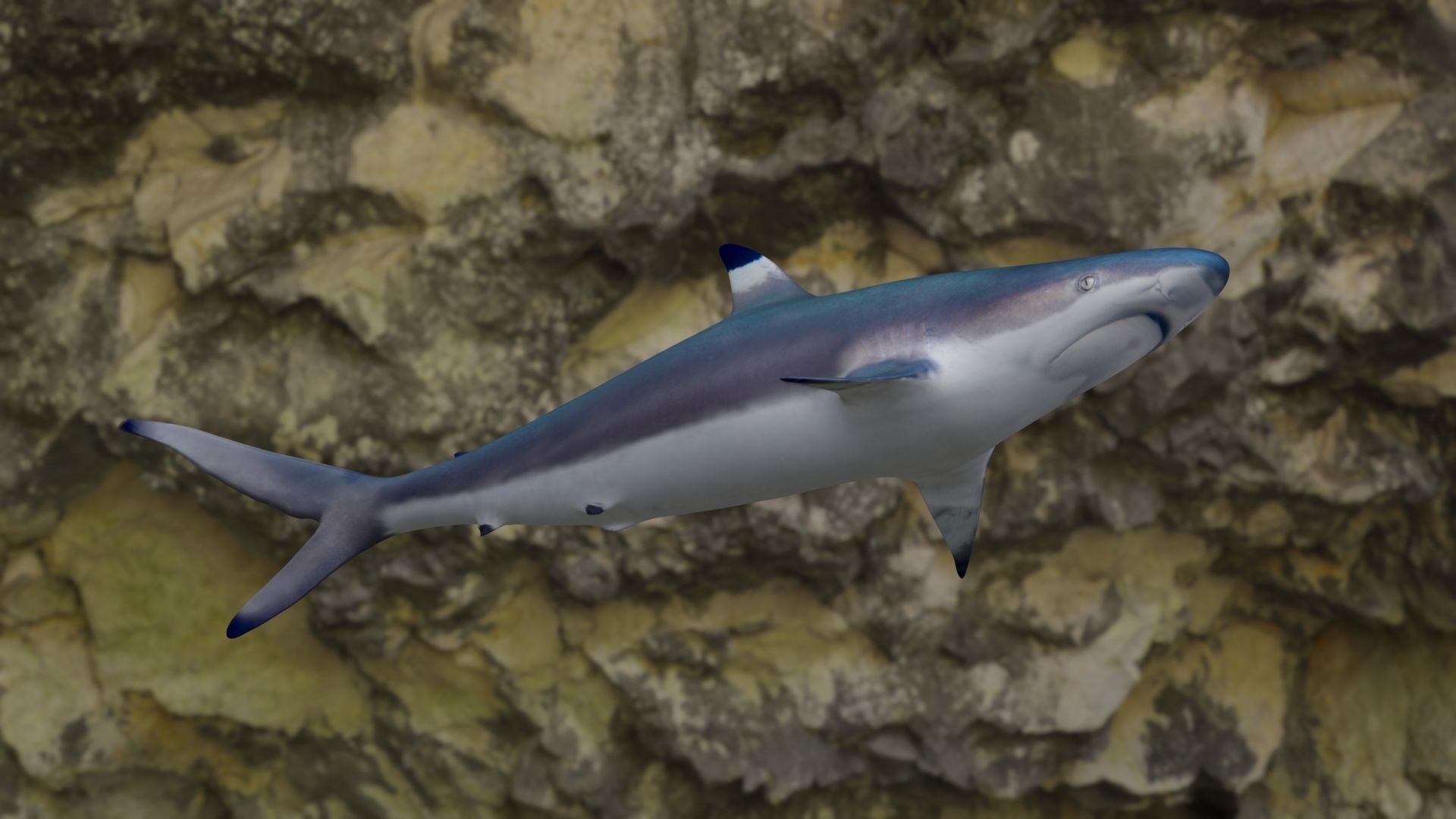 Spottail shark animated Low-poly 3D model_19
