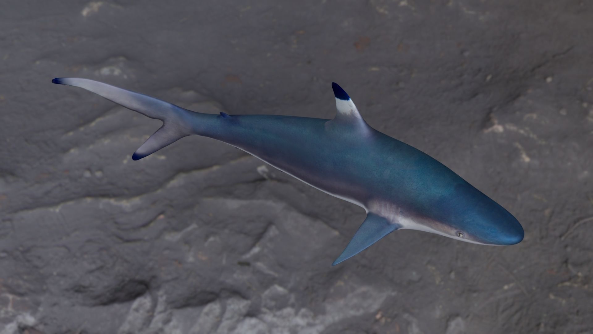 Spottail shark animated Low-poly 3D model_1