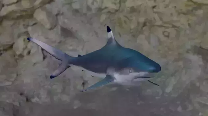 Spottail shark animated Low-poly 3D model
