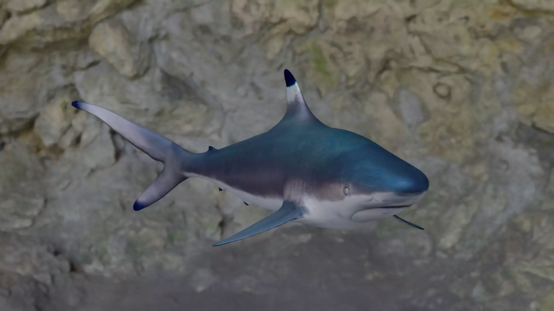 Spottail shark animated Low-poly 3D model_0