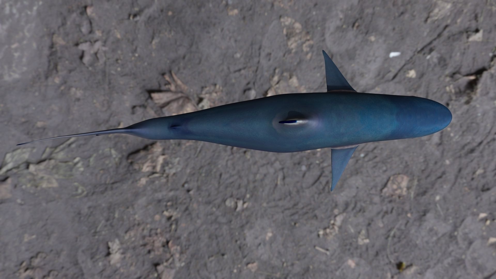 Spottail shark animated Low-poly 3D model_23