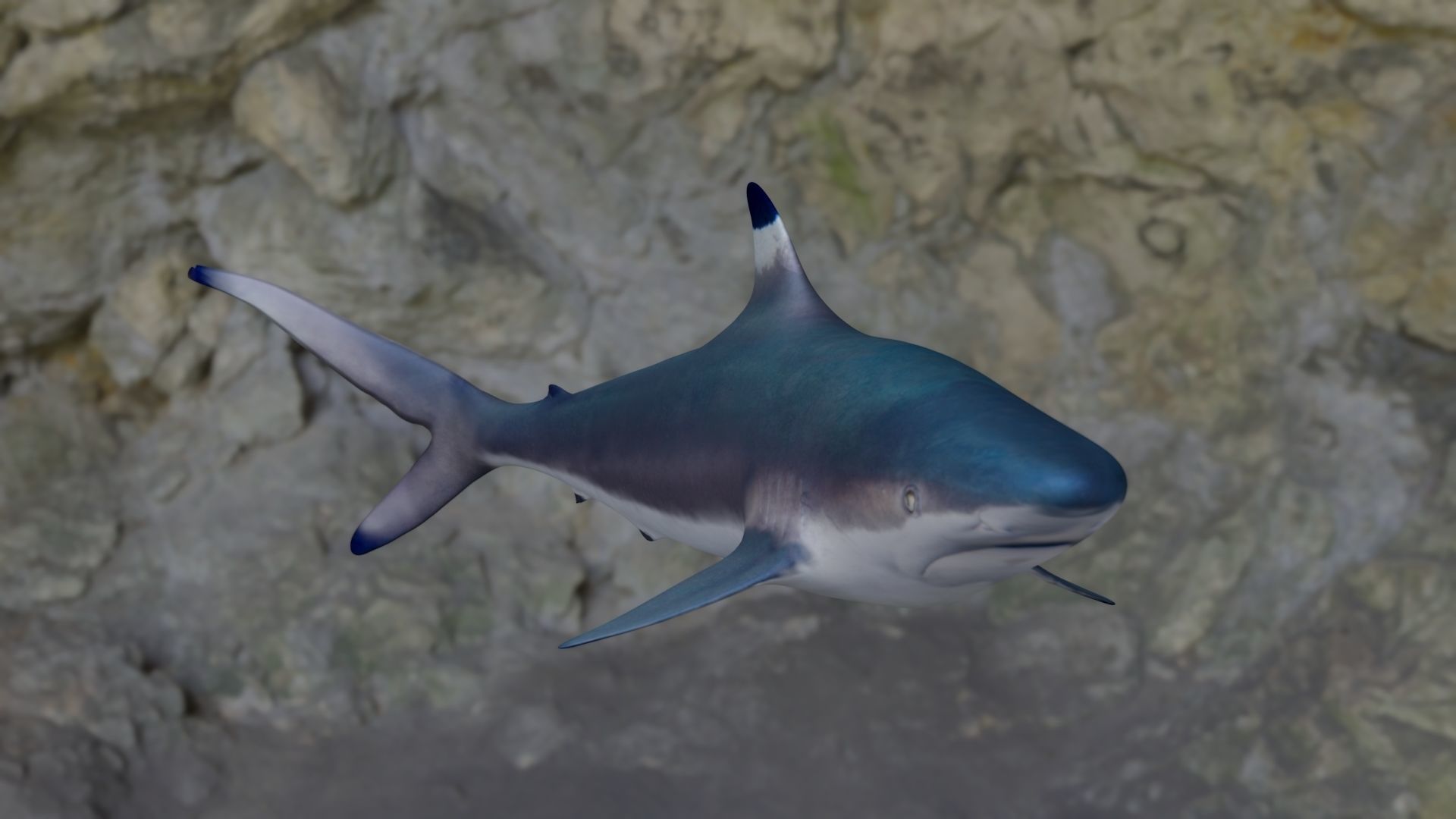 Spottail shark animated Low-poly 3D model_15