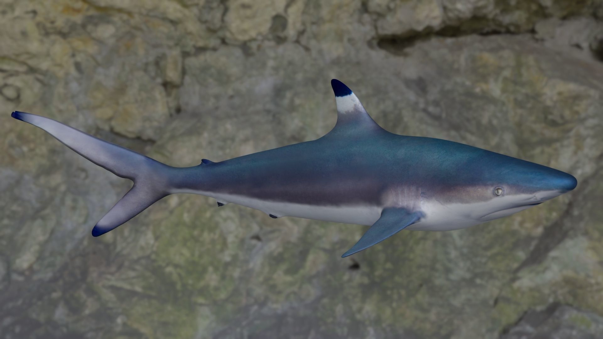 Spottail shark animated Low-poly 3D model_5