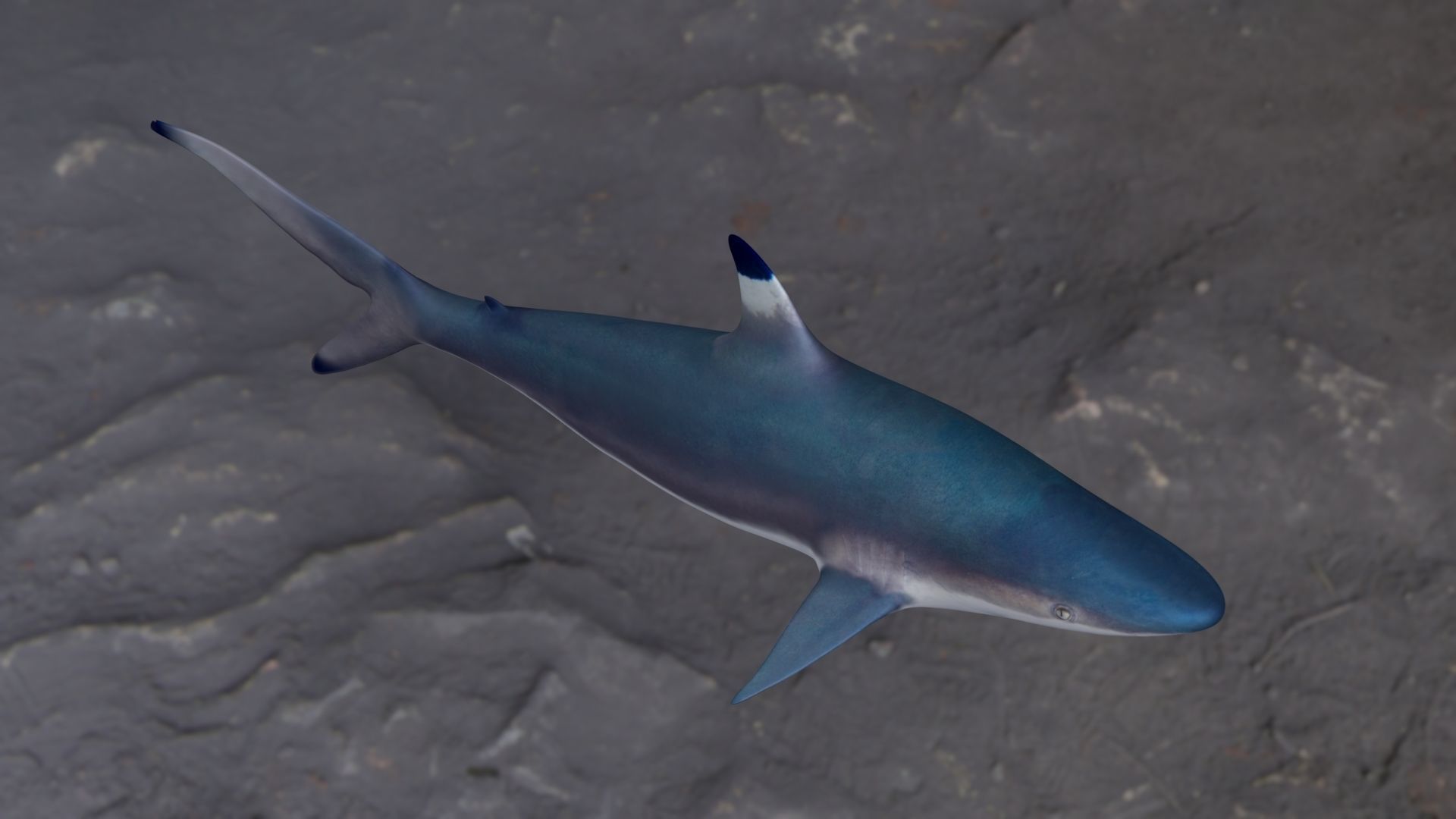 Spottail shark animated Low-poly 3D model_2