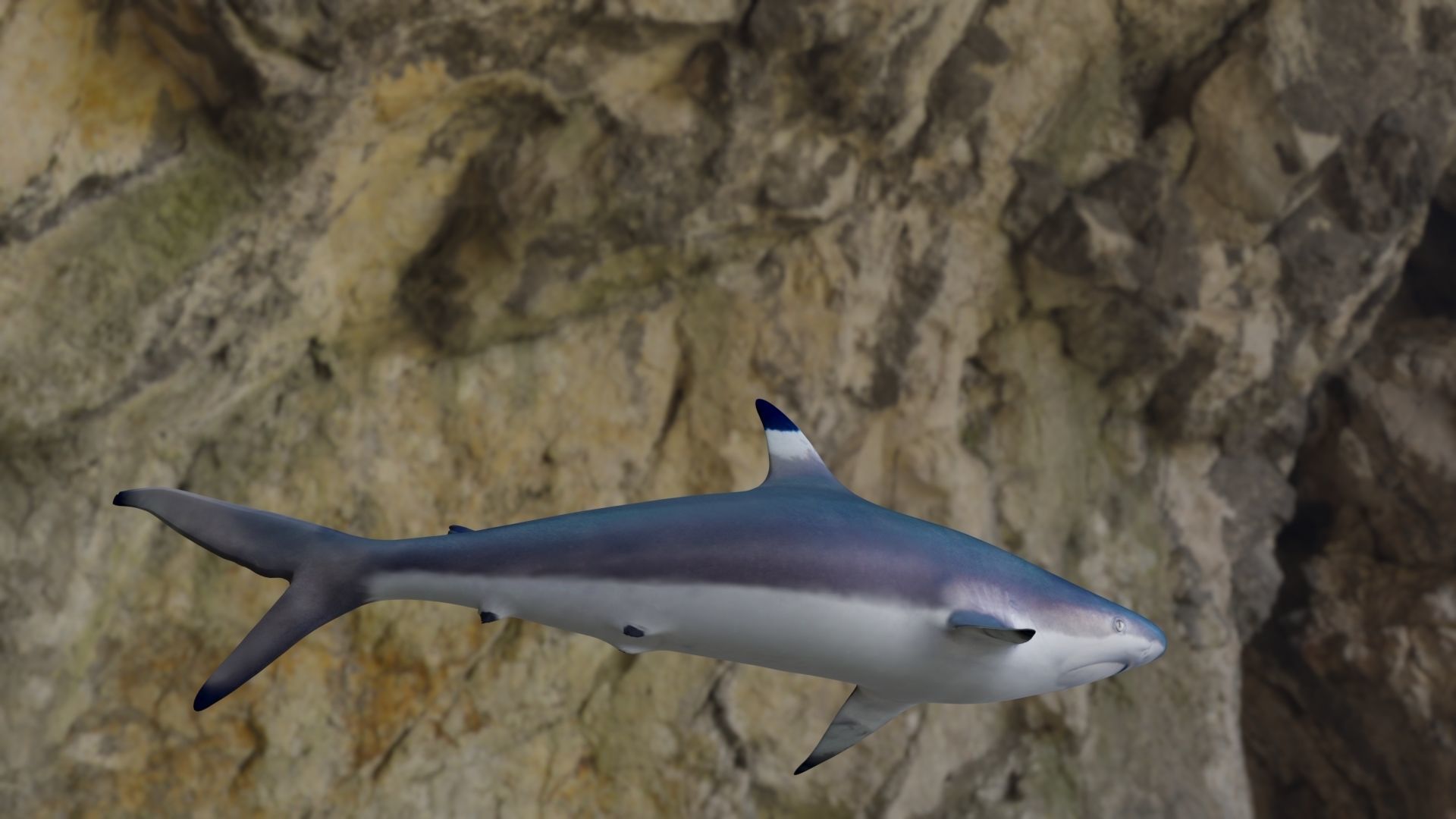 Spottail shark animated Low-poly 3D model_28