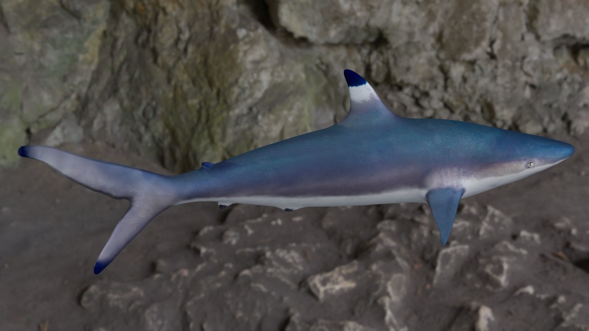 Spottail shark animated Low-poly 3D model_21
