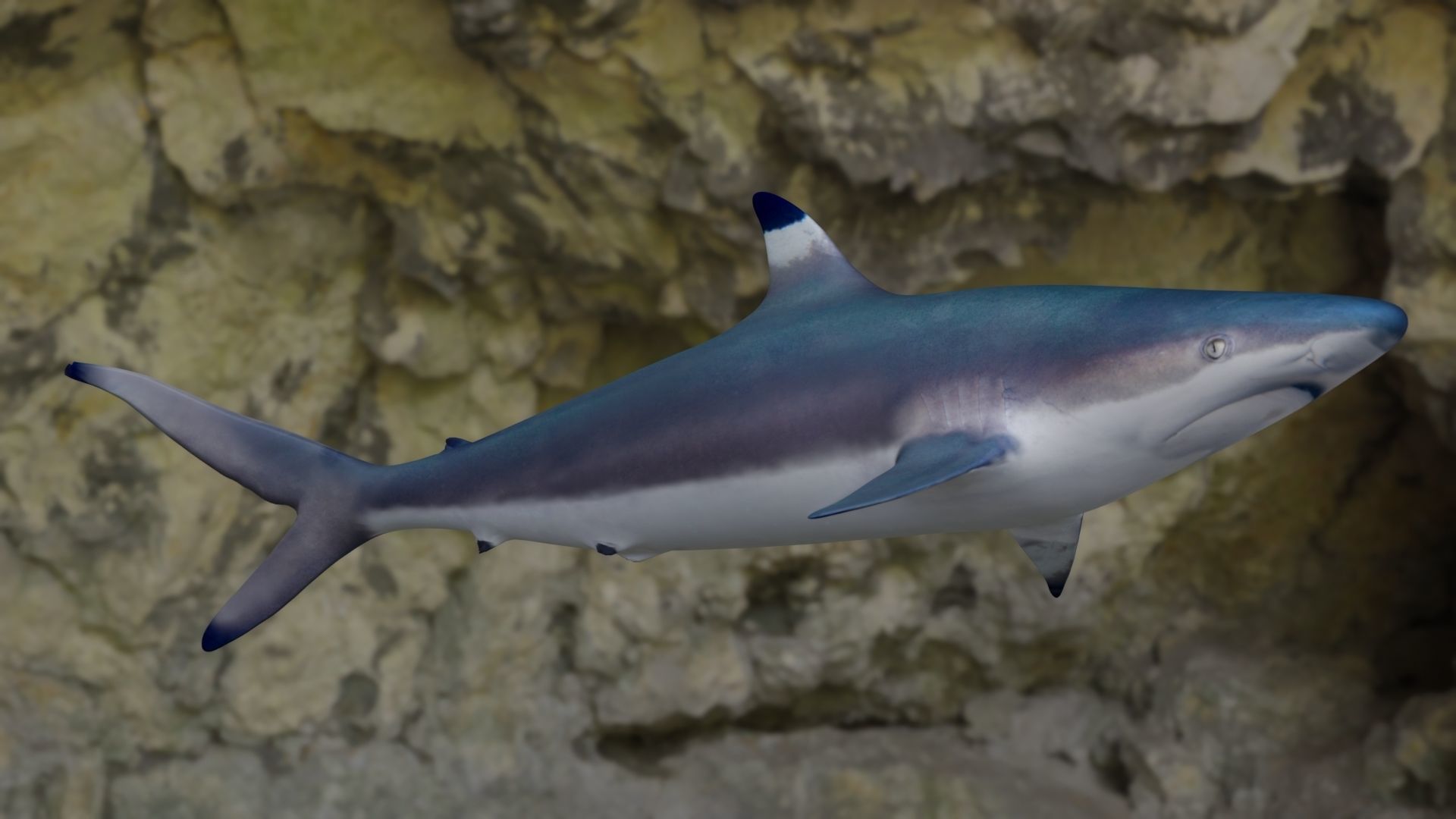 Spottail shark animated Low-poly 3D model_4