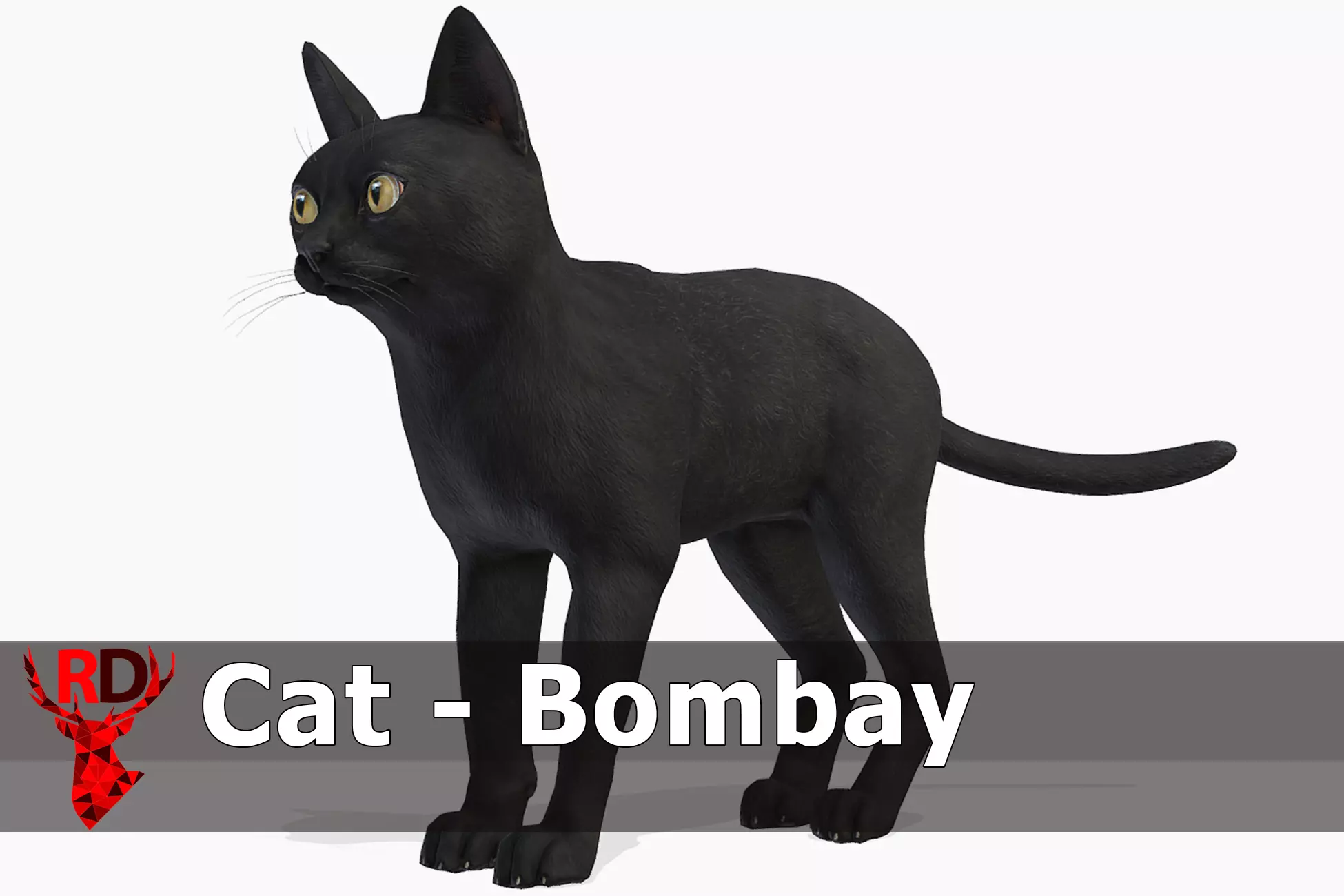 Cat - Bombay Low-poly 3D model_0