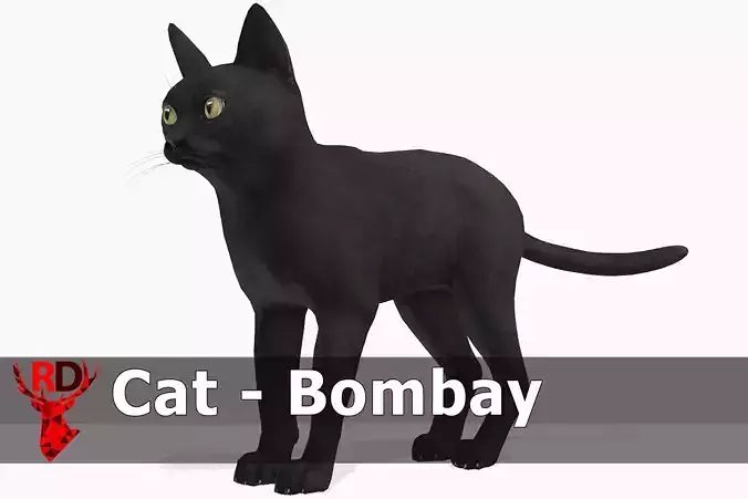 Cat - Bombay Low-poly 3D model