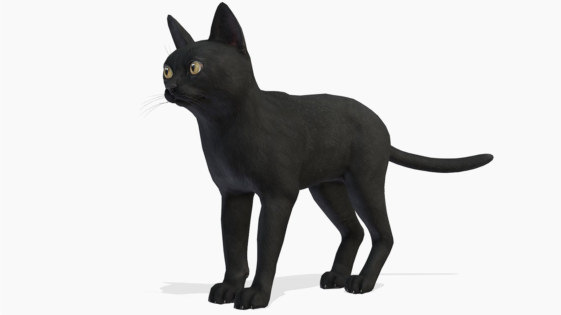 Cat - Bombay Low-poly 3D model_1