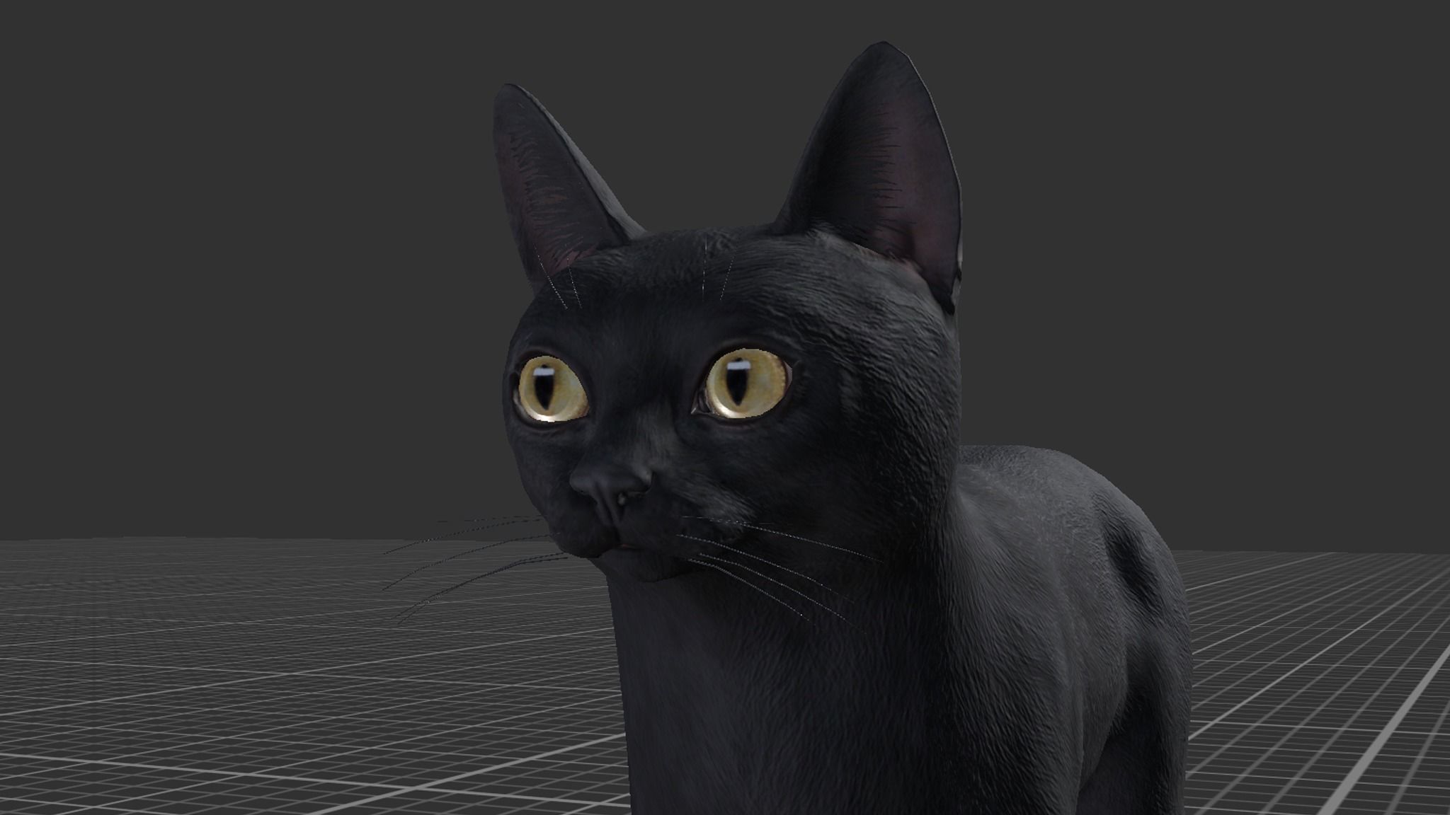 Cat - Bombay Low-poly 3D model_9