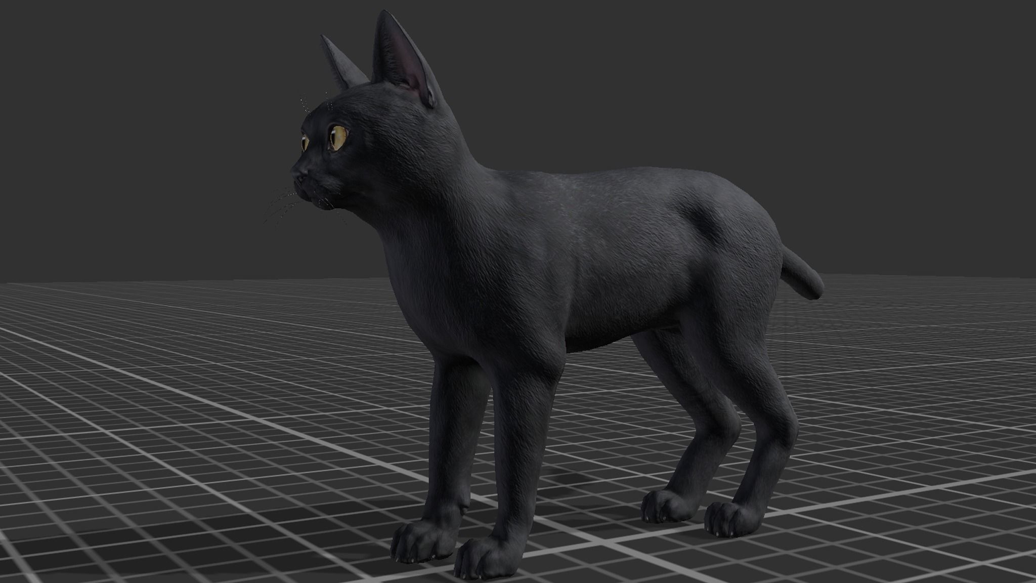 Cat - Bombay Low-poly 3D model_8