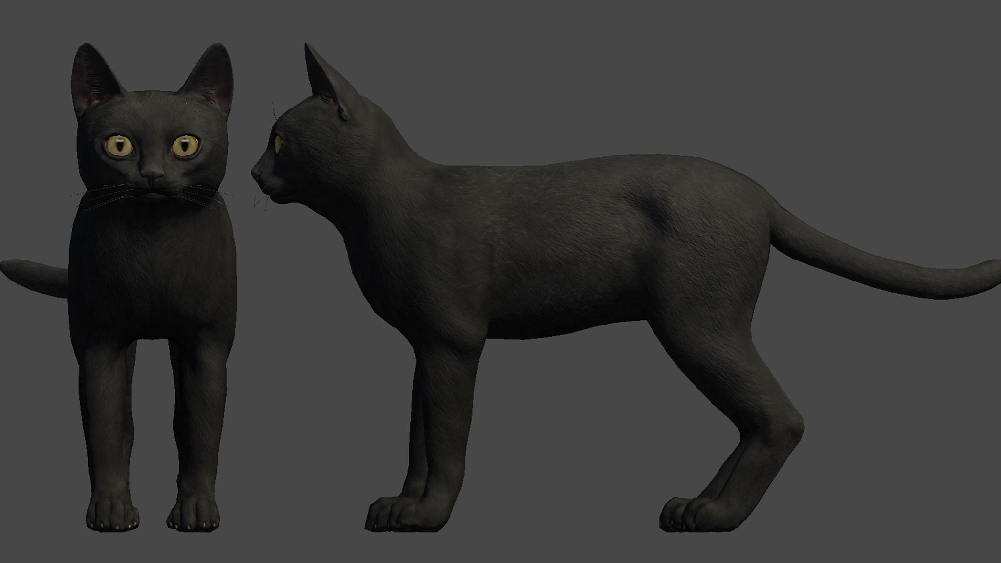 Cat - Bombay Low-poly 3D model_11