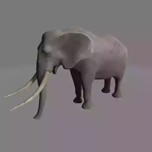 African Elephant