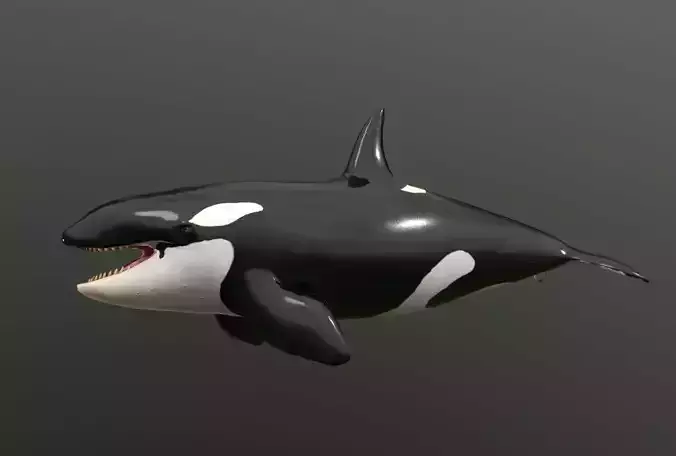 killer whale Low-poly 3D model
