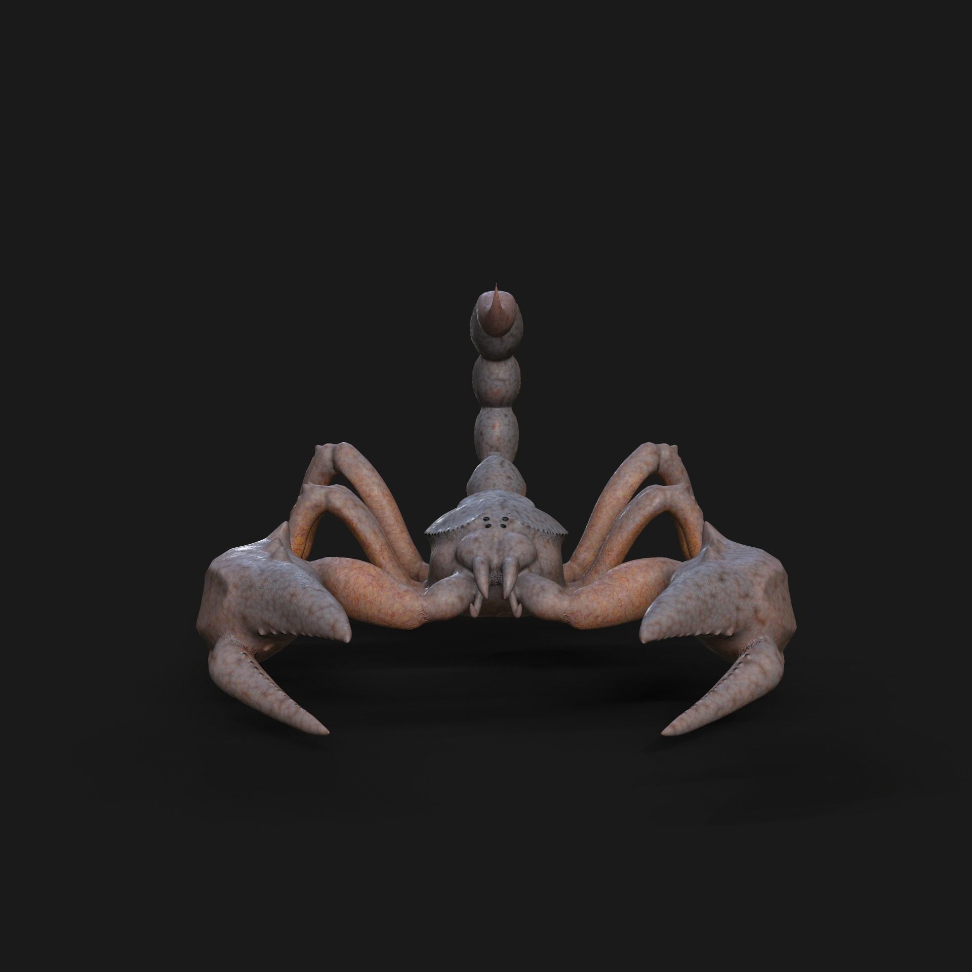 Scorpion Animation and Texture  Pack 3D model_37