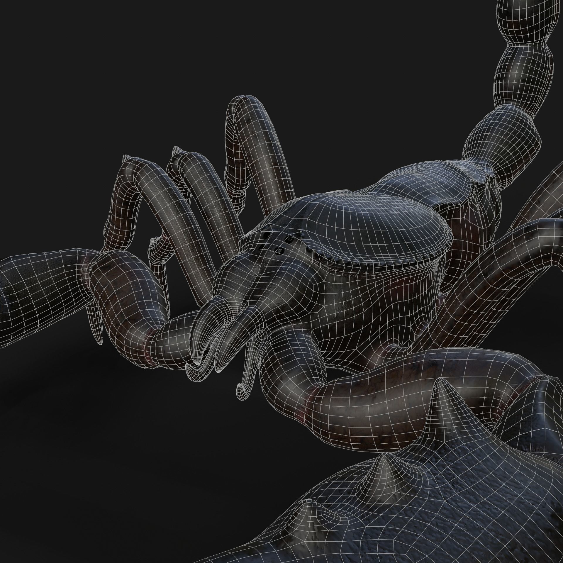 Scorpion Animation and Texture  Pack 3D model_32