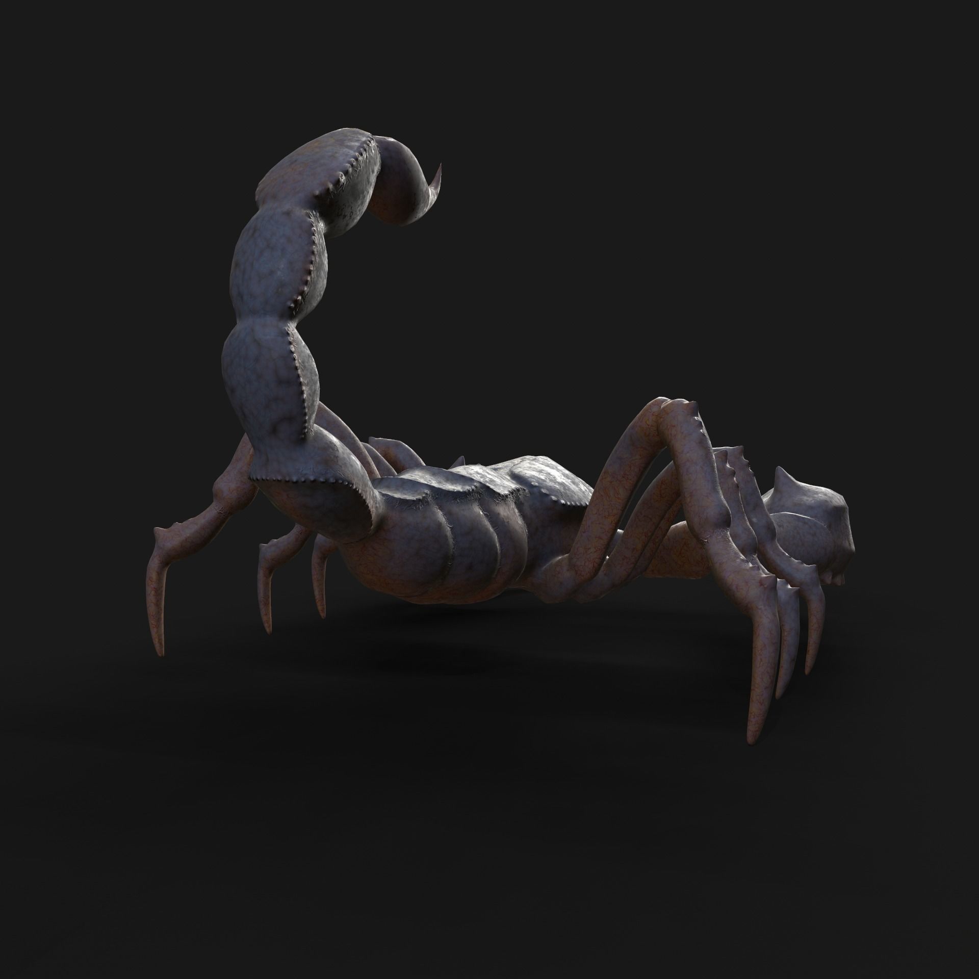 Scorpion Animation and Texture  Pack 3D model_42