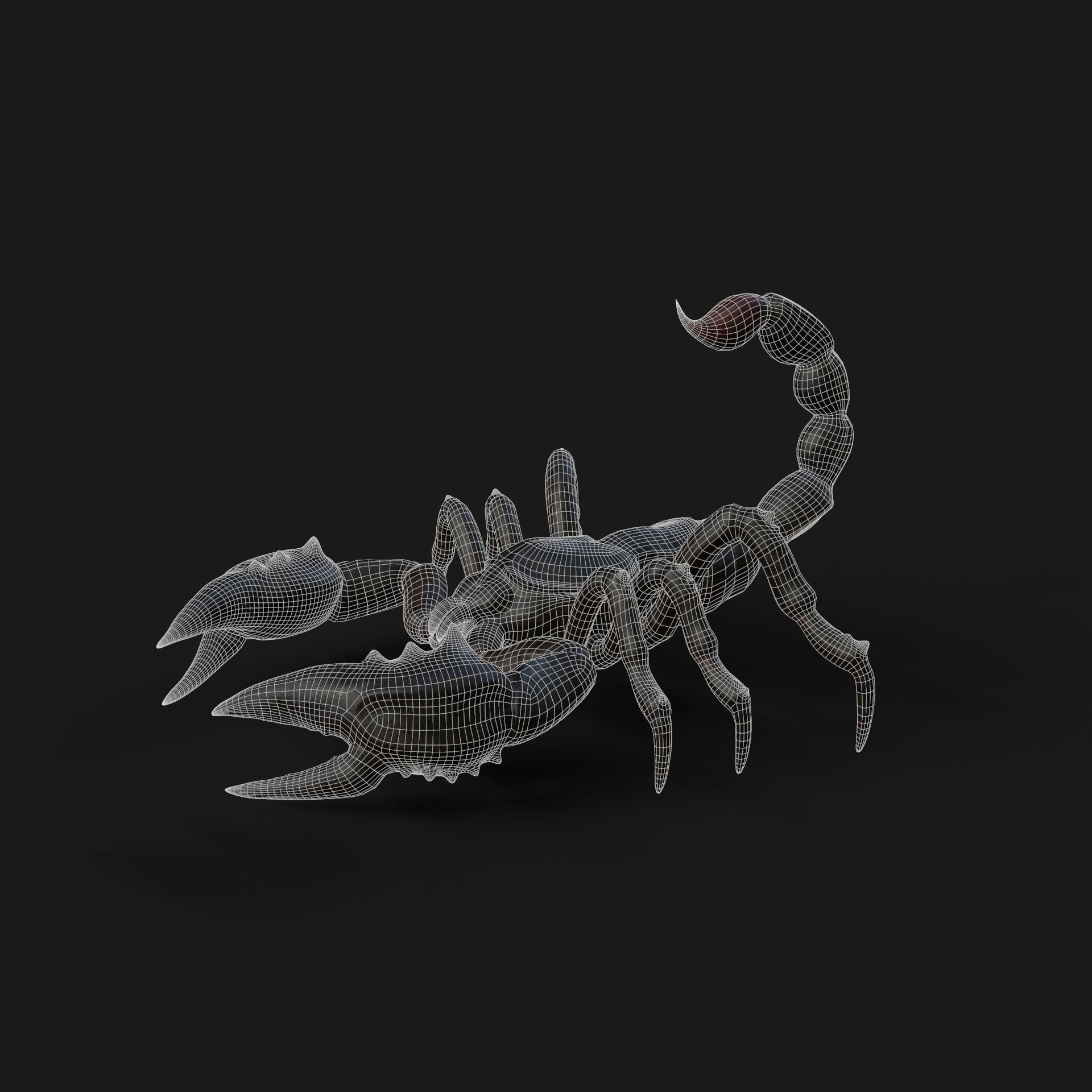 Scorpion Animation and Texture  Pack 3D model_33