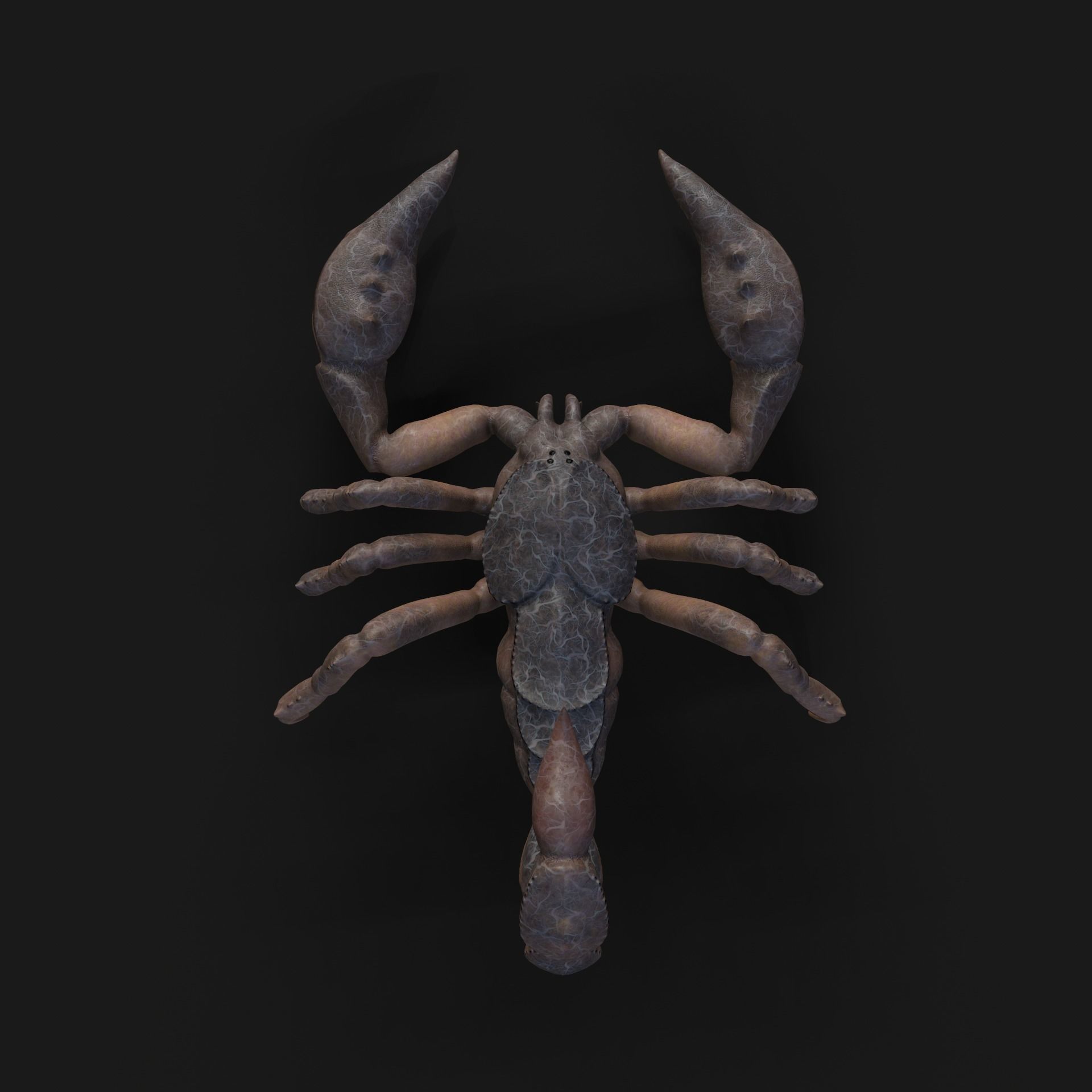 Scorpion Animation and Texture  Pack 3D model_24