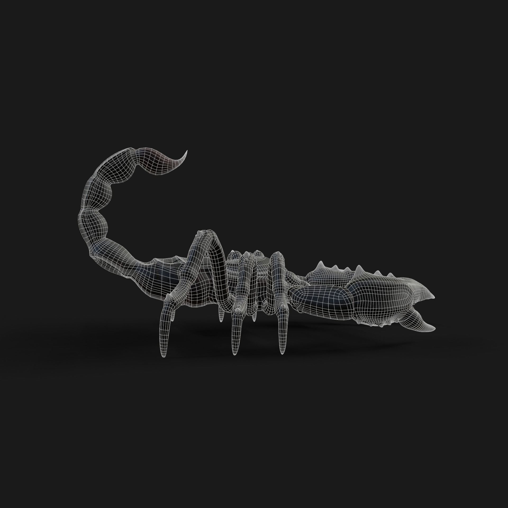 Scorpion Animation and Texture  Pack 3D model_30