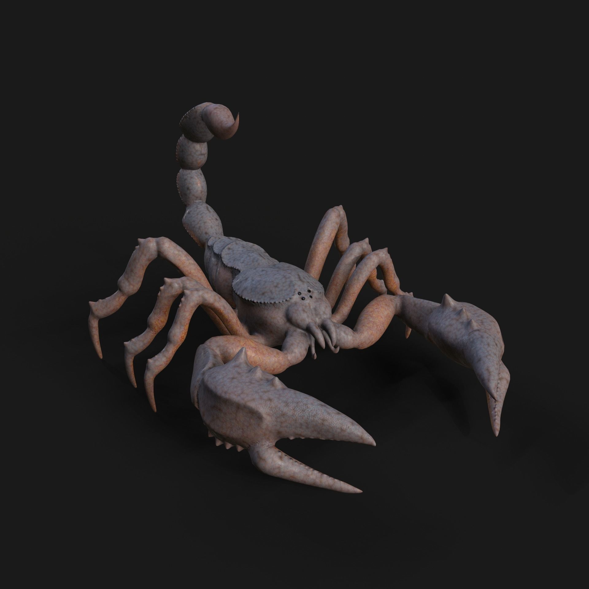 Scorpion Animation and Texture  Pack 3D model_35