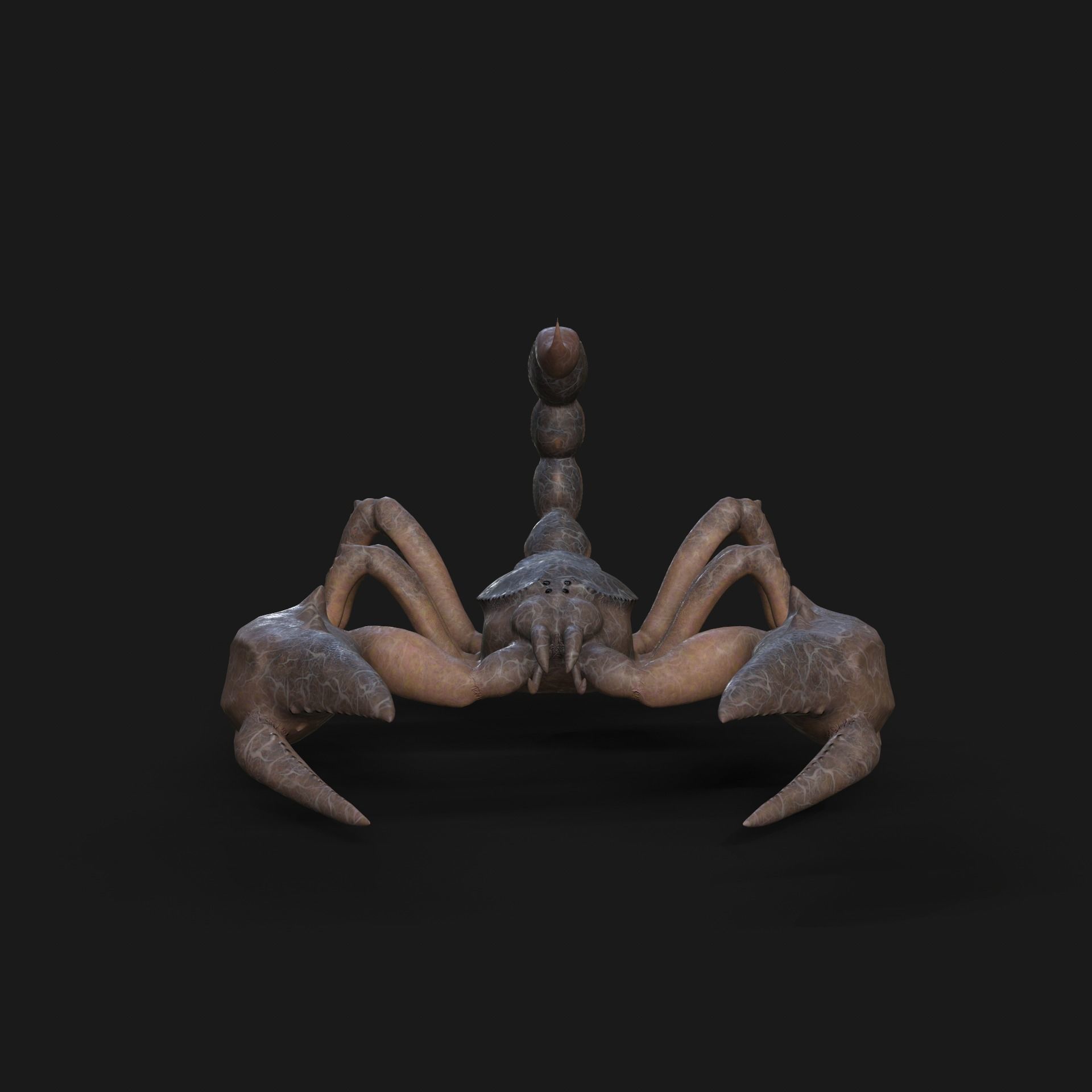 Scorpion Animation and Texture  Pack 3D model_27