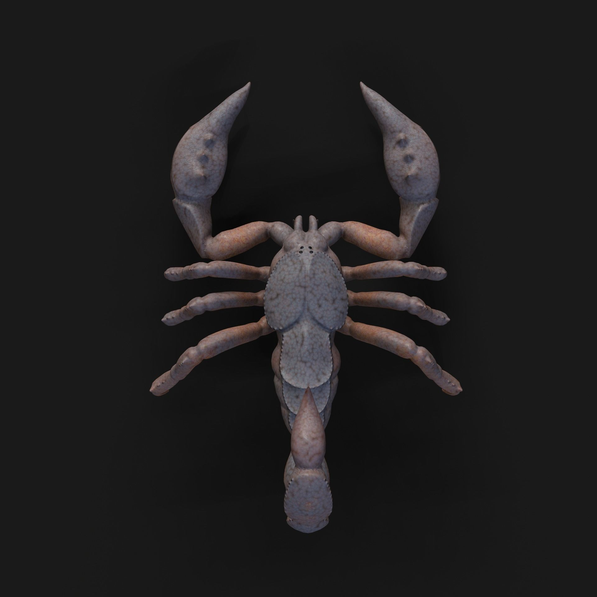 Scorpion Animation and Texture  Pack 3D model_40