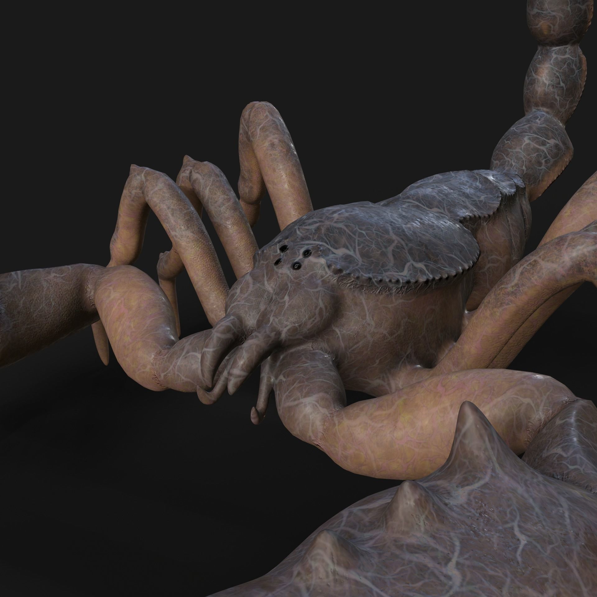 Scorpion Animation and Texture  Pack 3D model_25