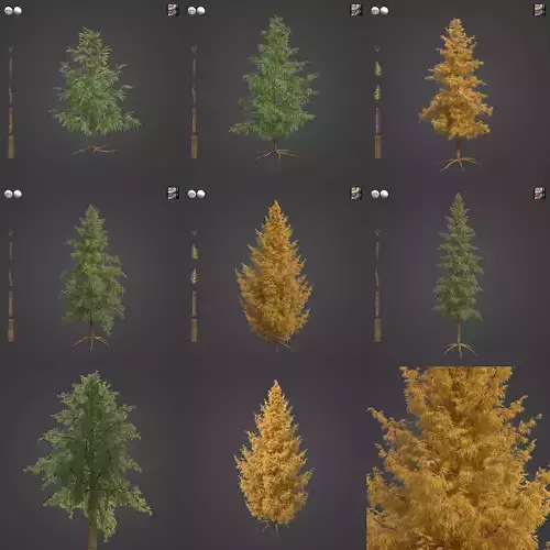 2021 PBR Tamarack Collection - Larix Laricina 