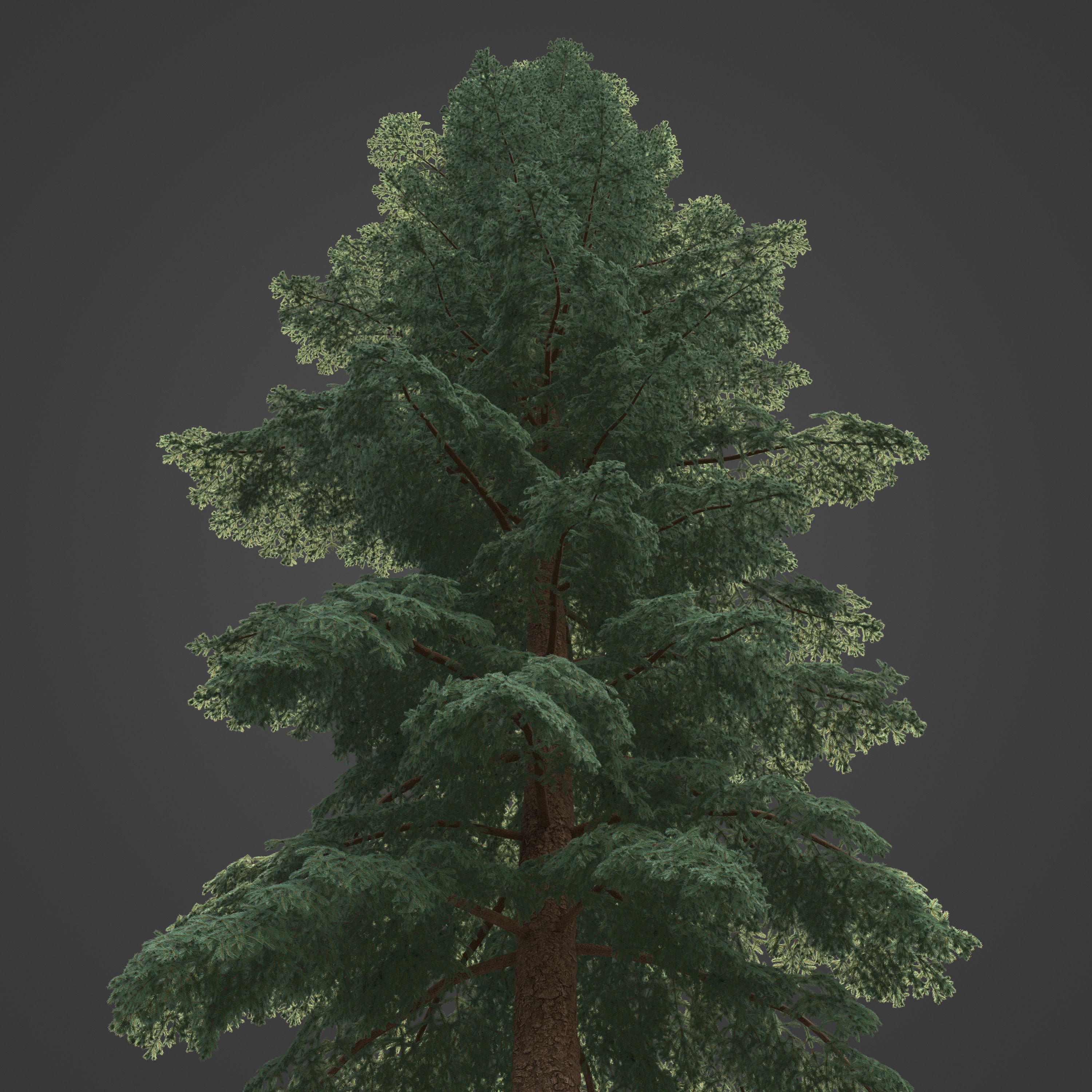 2021 PBR Black Spruce Collection - Picea Mariana 3D model_7