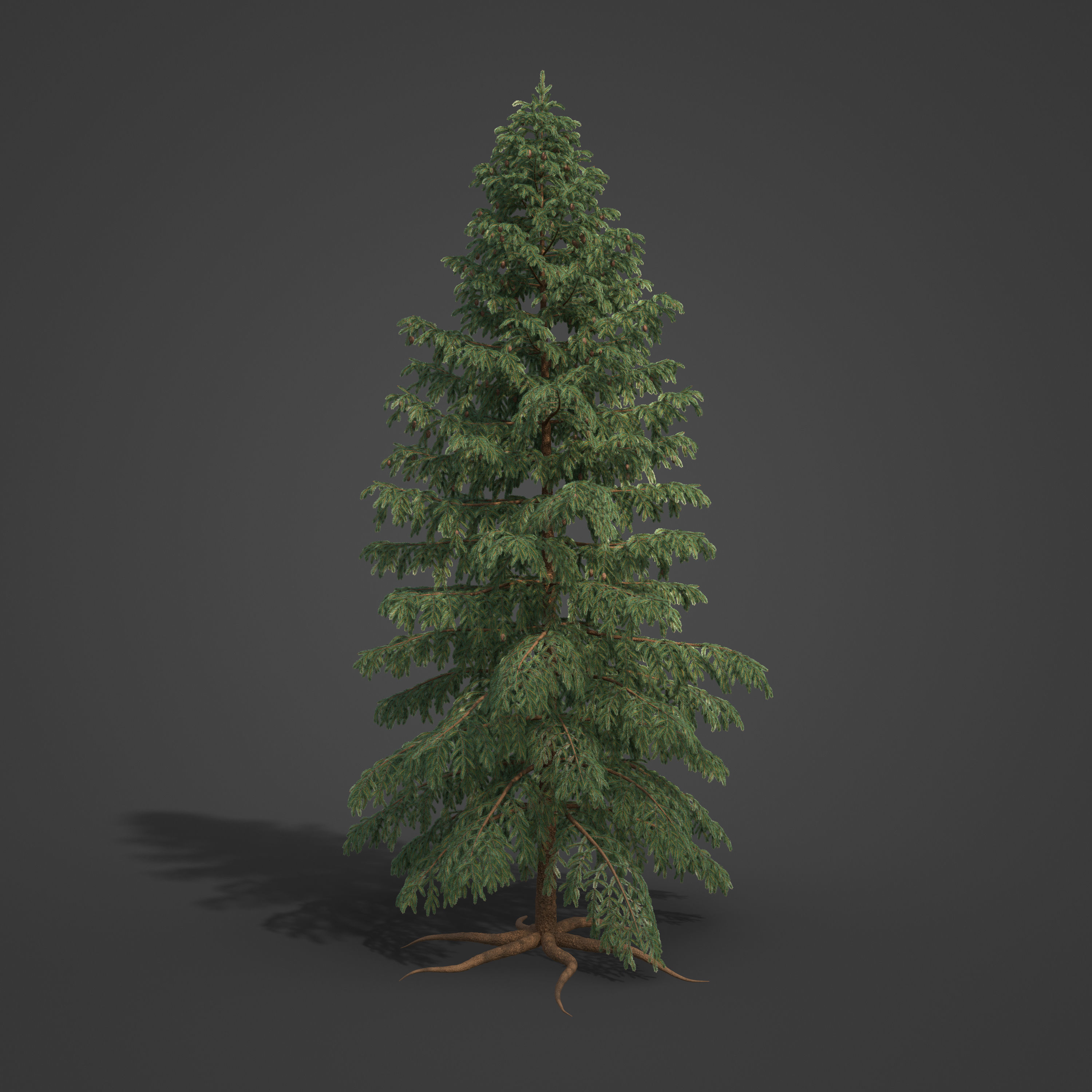 2021 PBR Black Spruce Collection - Picea Mariana 3D model_4