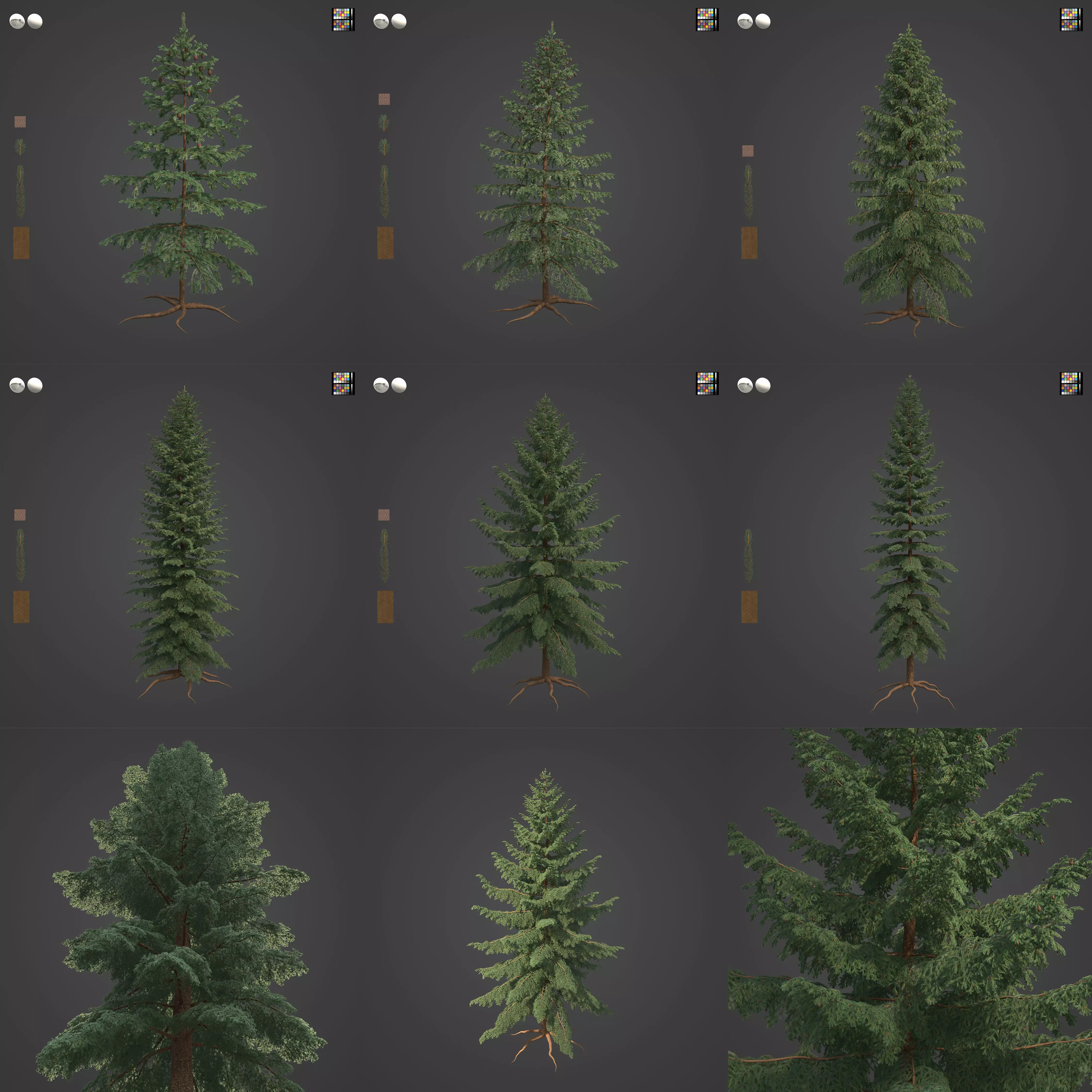 2021 PBR Black Spruce Collection - Picea Mariana 3D model_0