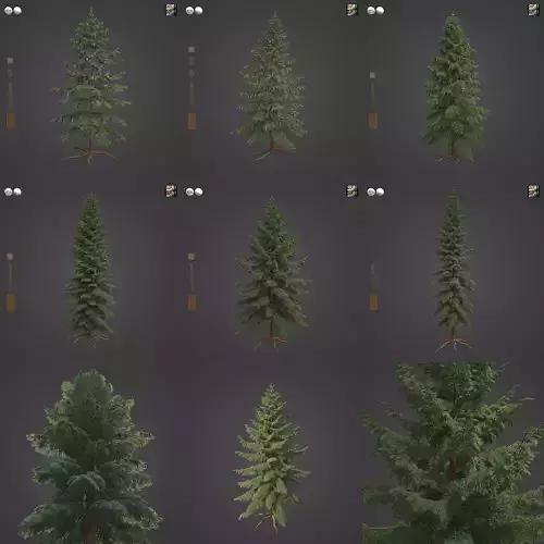 2021 PBR Black Spruce Collection - Picea Mariana 3D model