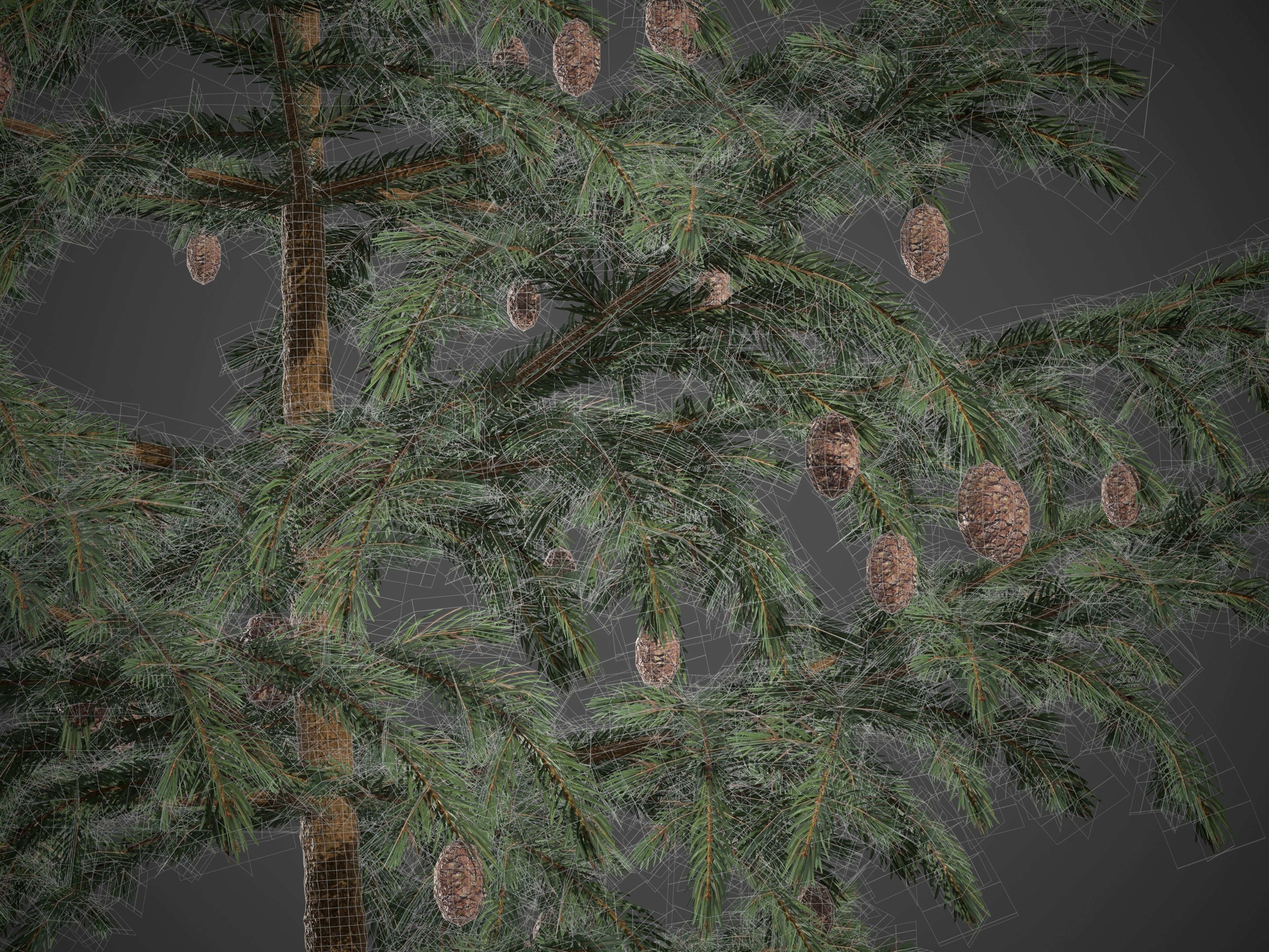 2021 PBR Black Spruce Collection - Picea Mariana 3D model_8