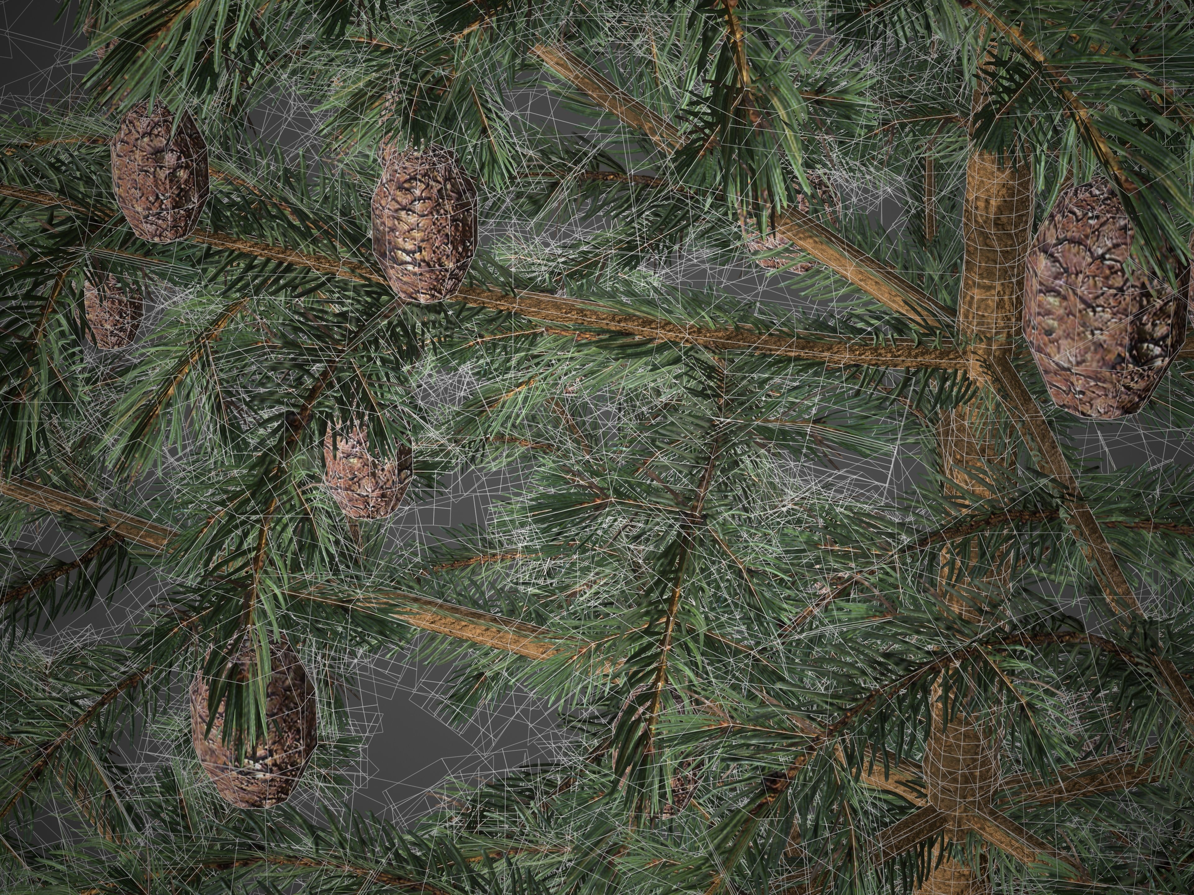2021 PBR Black Spruce Collection - Picea Mariana 3D model_10