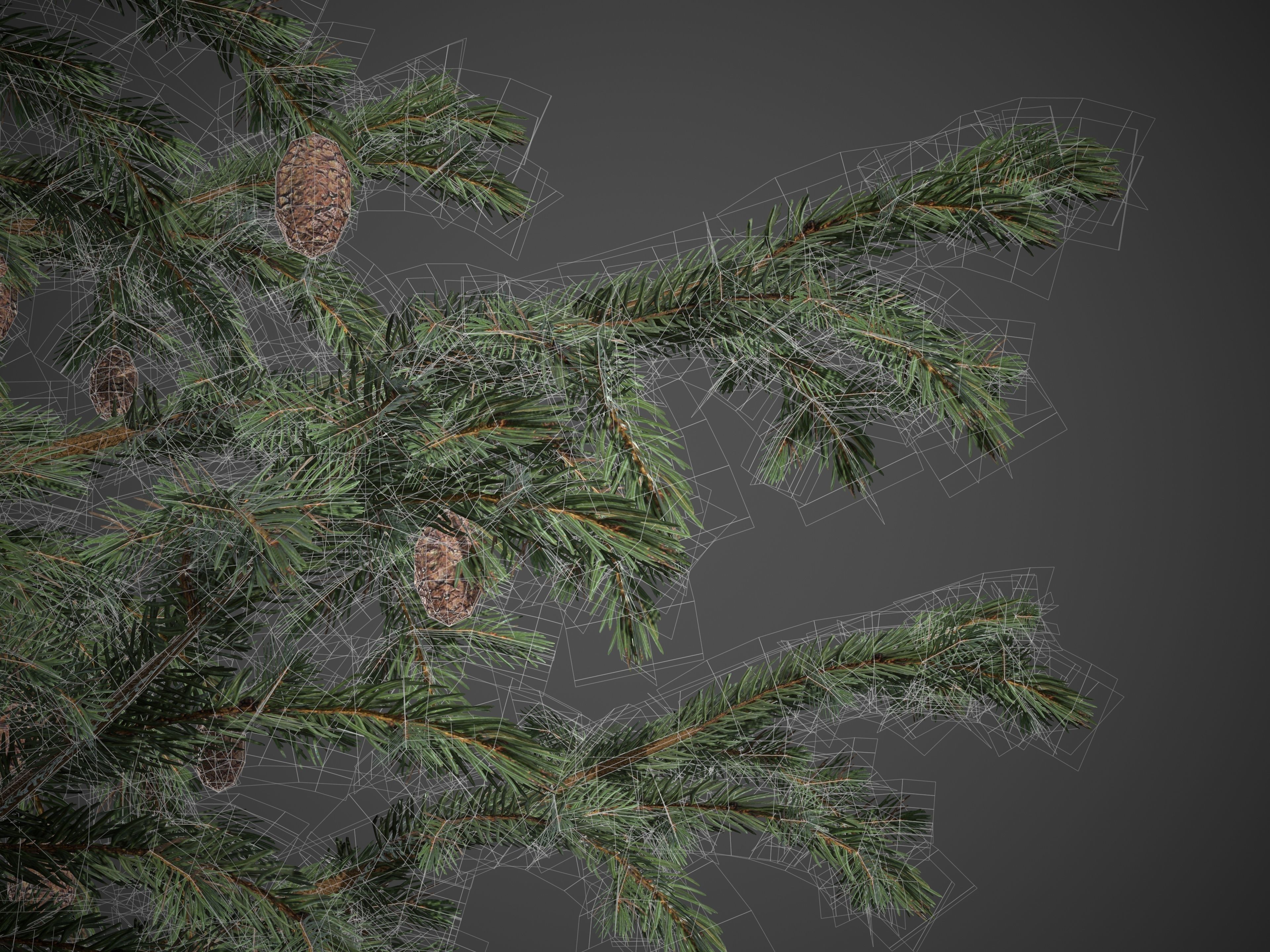 2021 PBR Black Spruce Collection - Picea Mariana 3D model_9