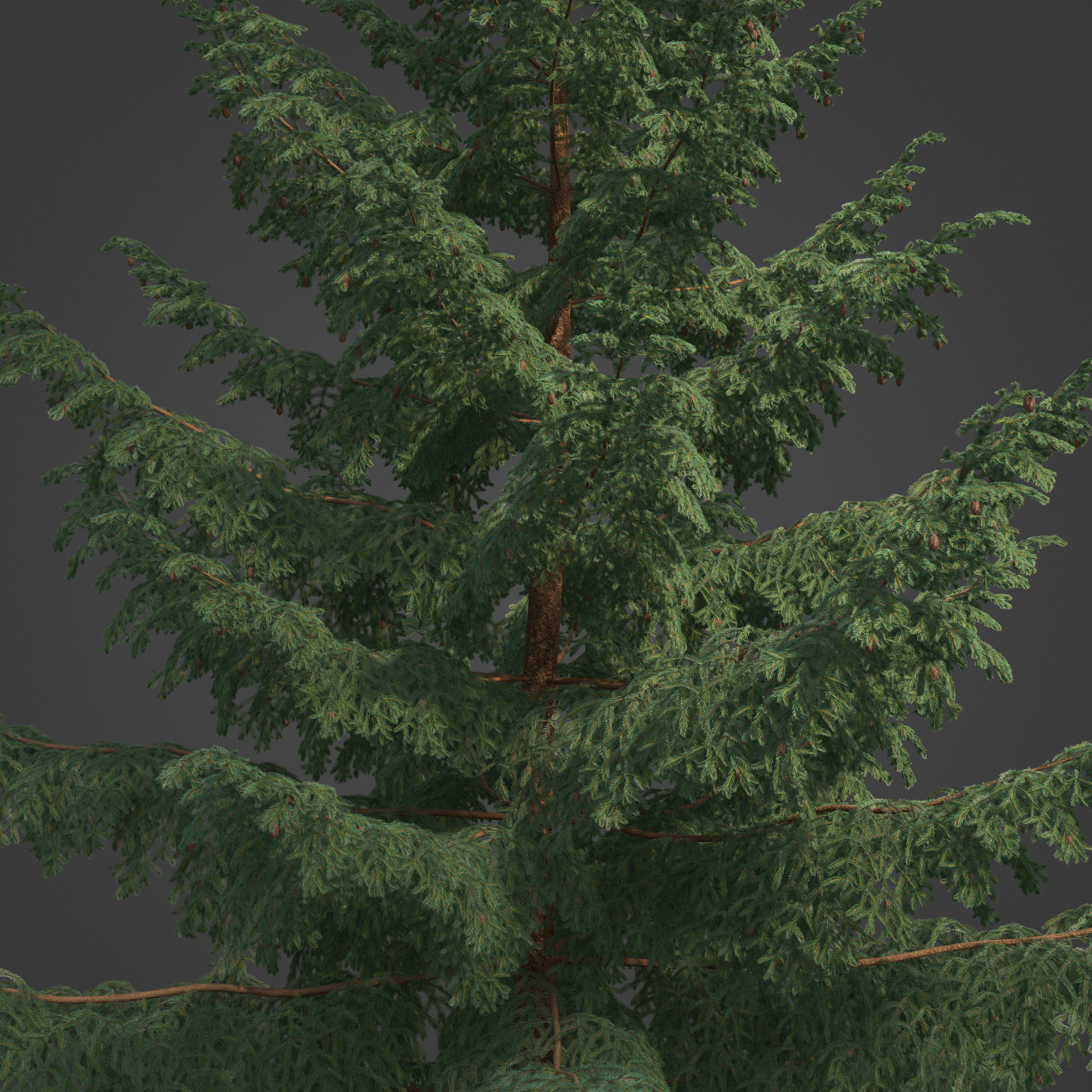2021 PBR Black Spruce Collection - Picea Mariana 3D model_2