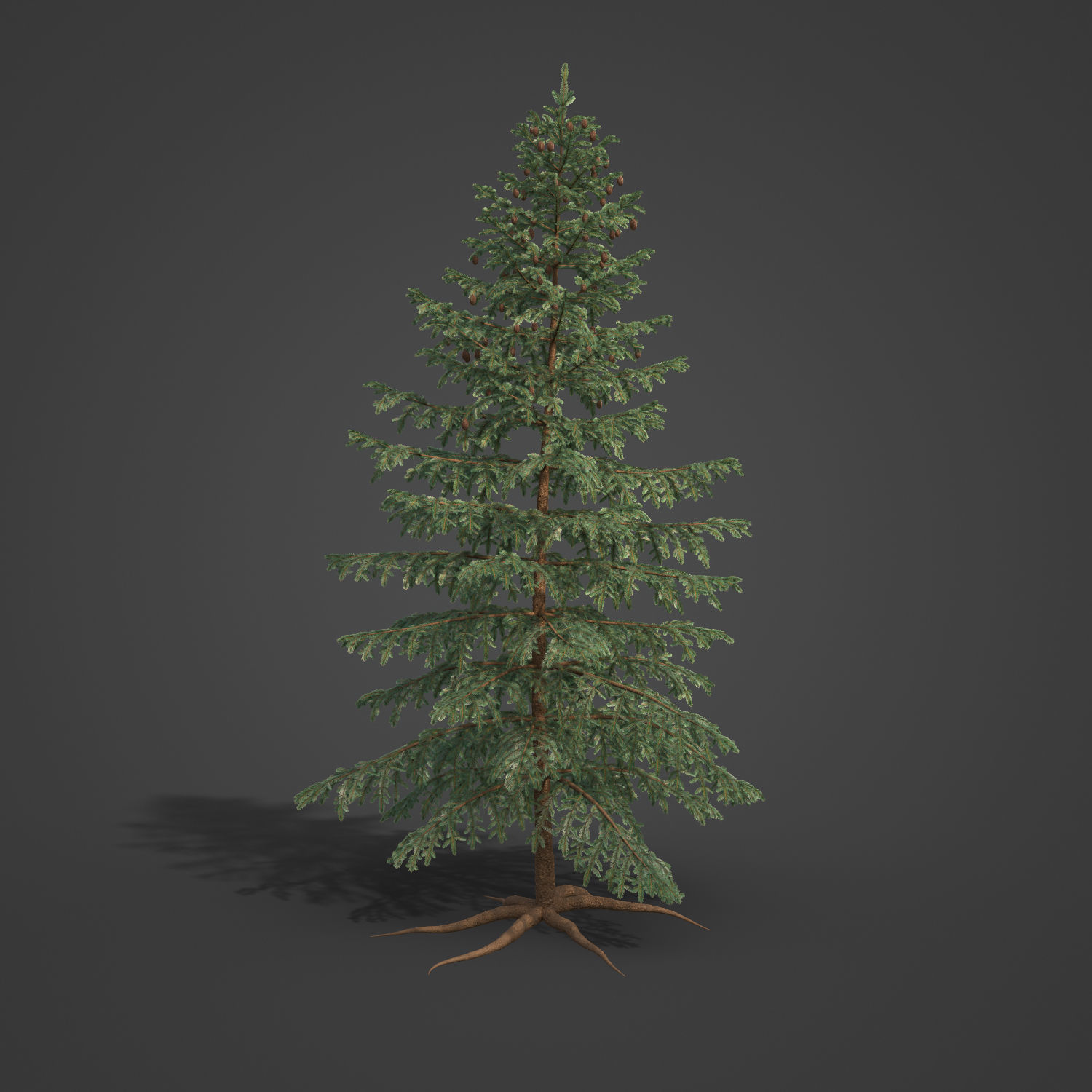 2021 PBR Black Spruce Collection - Picea Mariana 3D model_3