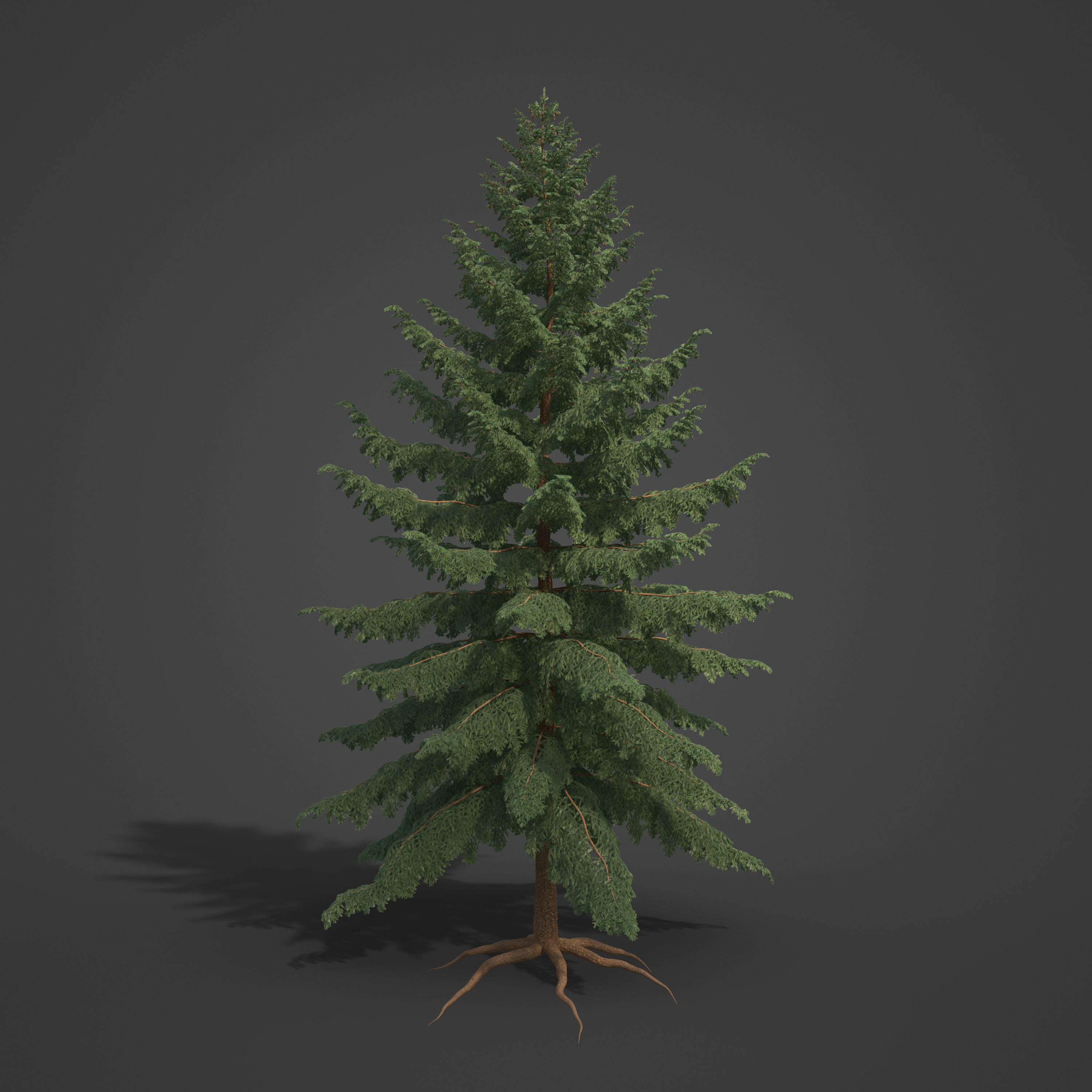 2021 PBR Black Spruce Collection - Picea Mariana 3D model_6