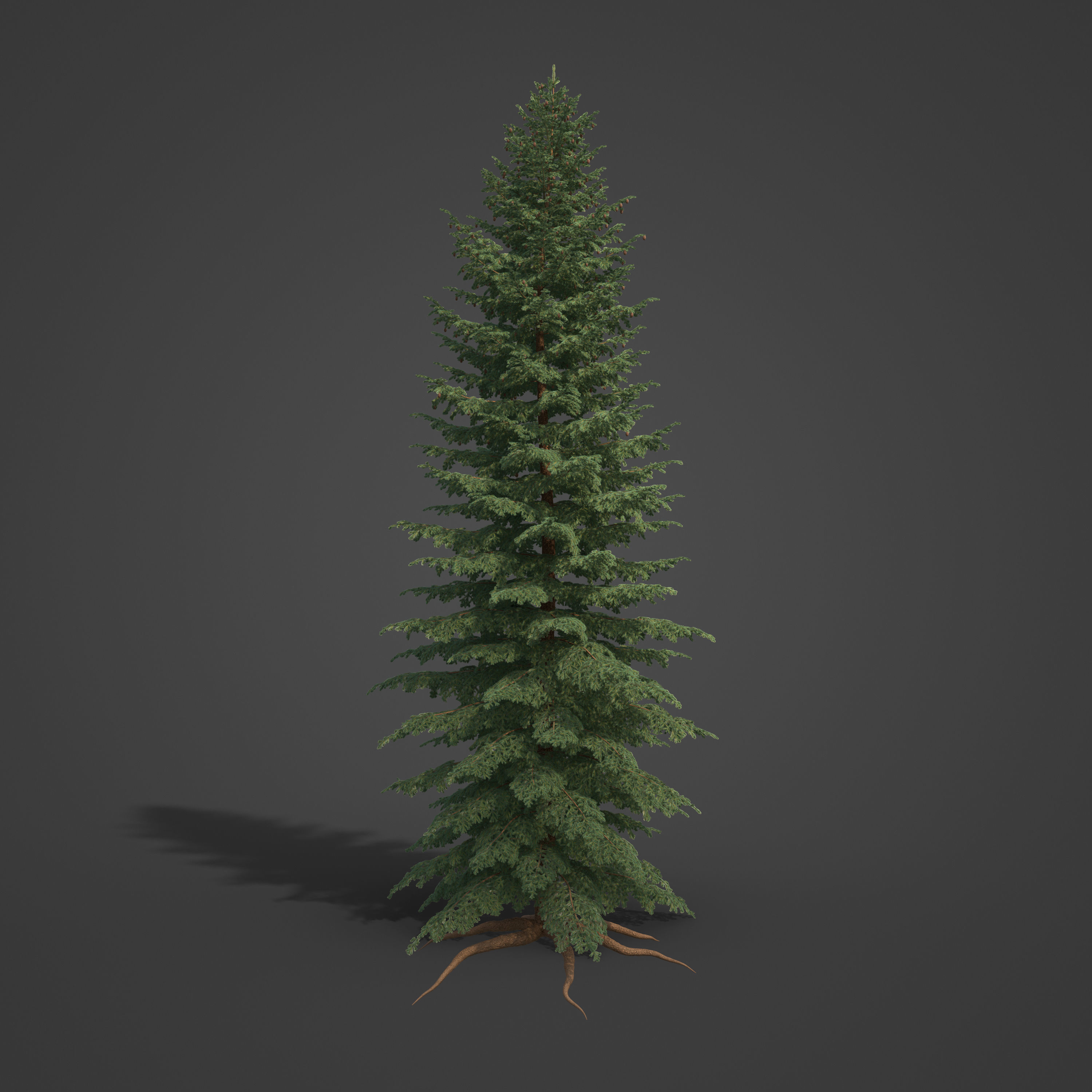 2021 PBR Black Spruce Collection - Picea Mariana 3D model_5