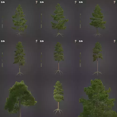 2021 PBR Lodgepole Pine Collection - Pinus Contorta