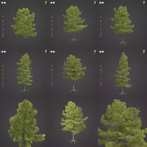 2021 PBR Coulter Pine Collection - Pinus Coulteri 